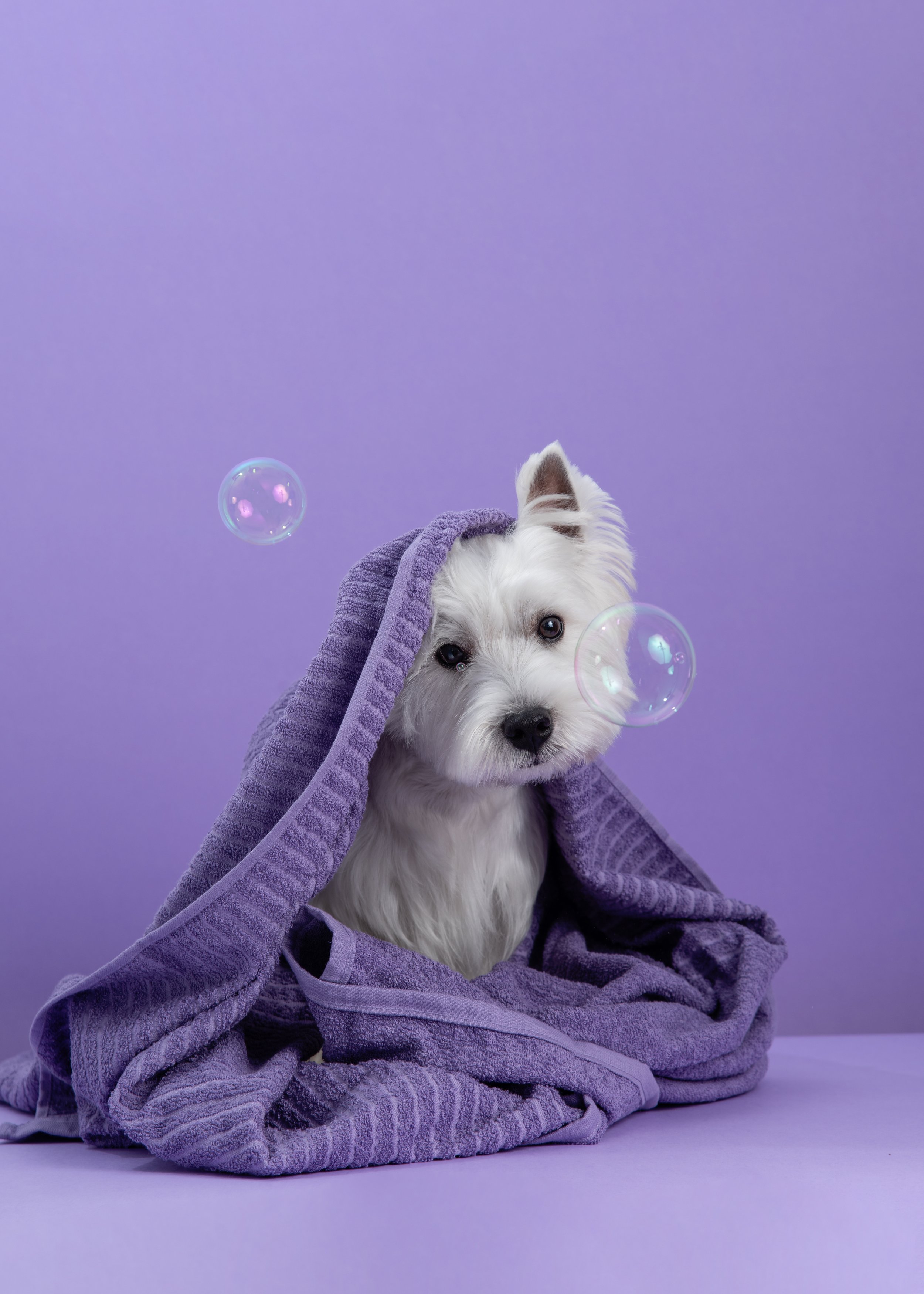 Email Marketing Ideas for Groomers, Trainers &amp; Boarding Facilities