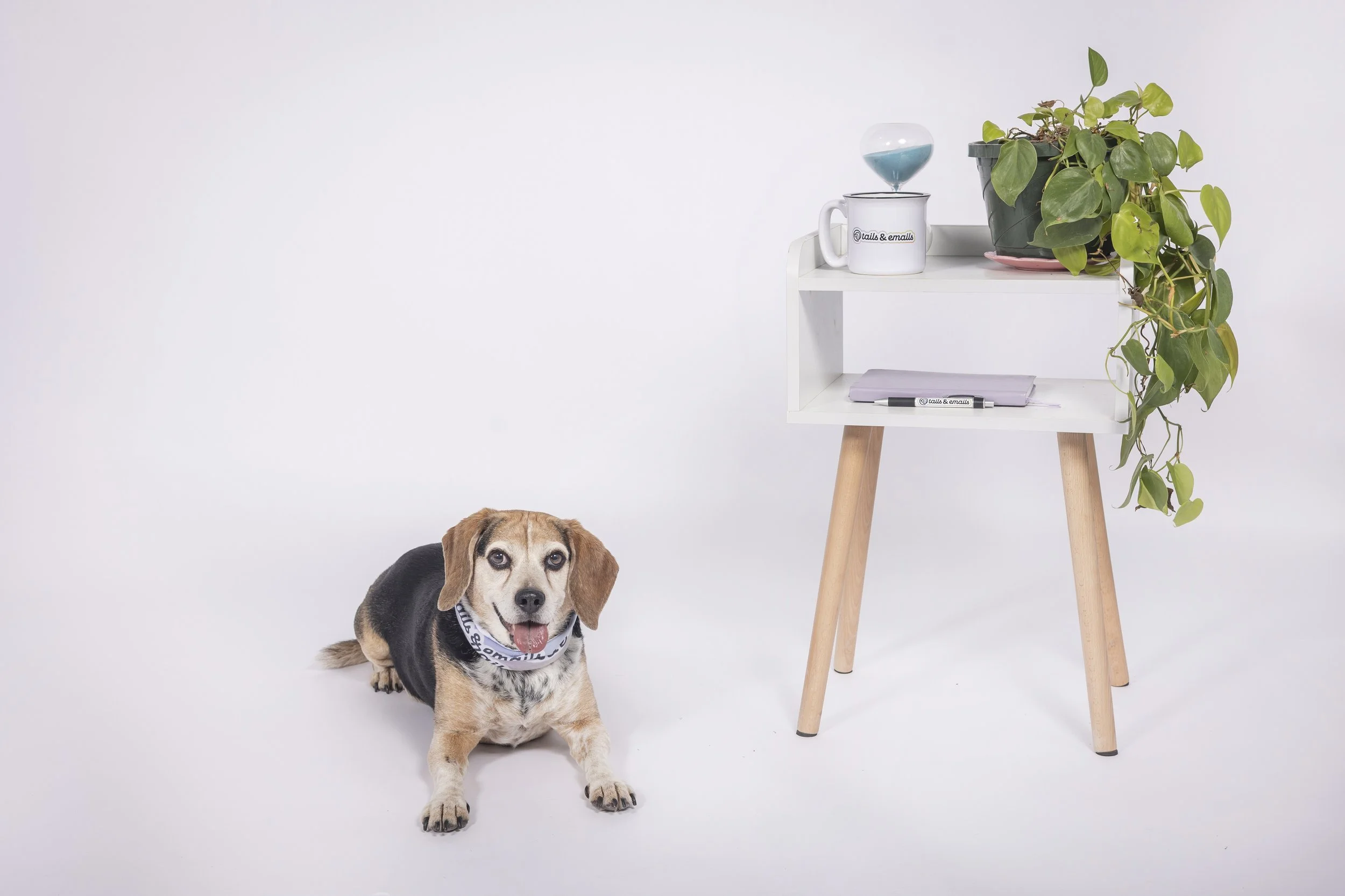Why Your Pet Brand Needs a Welcome Sequence (+ a&nbsp;Template to Write Yours!)