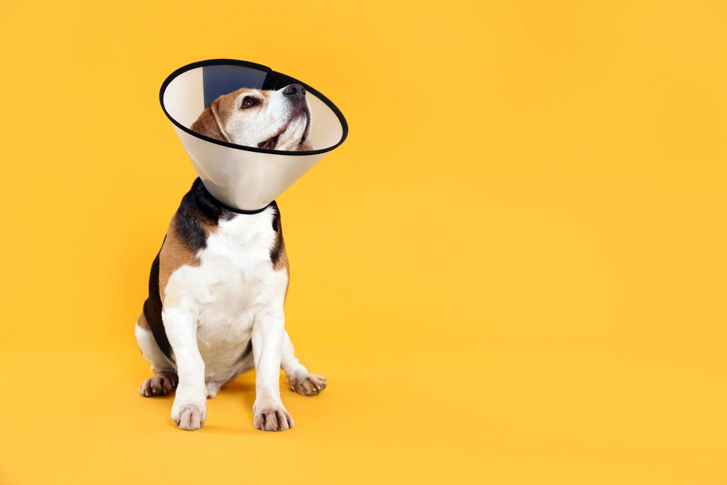 A dog sitting on a yellow background wearing a plastic cone around its neck.
