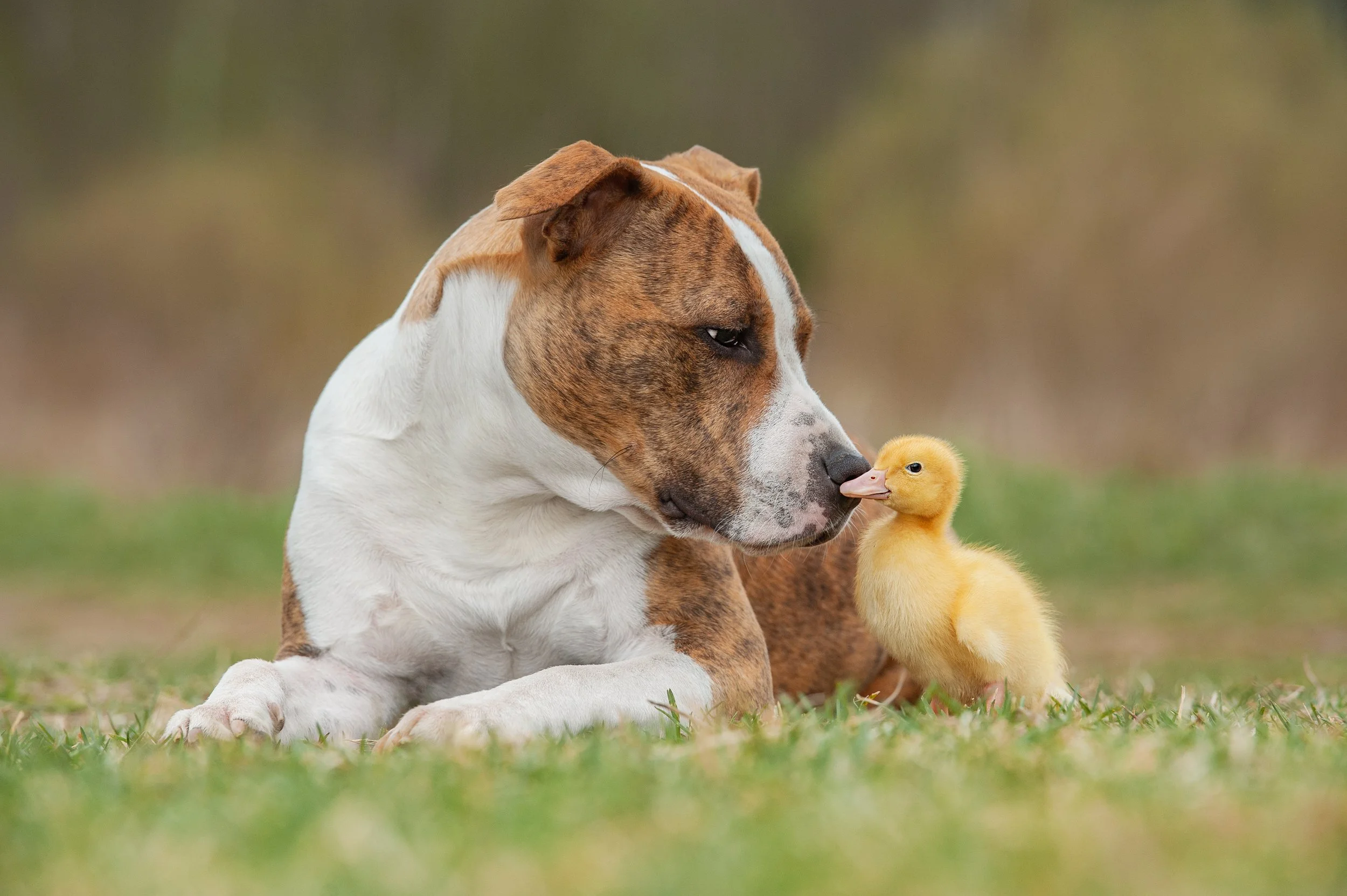 Email marketing support for pet businesses
