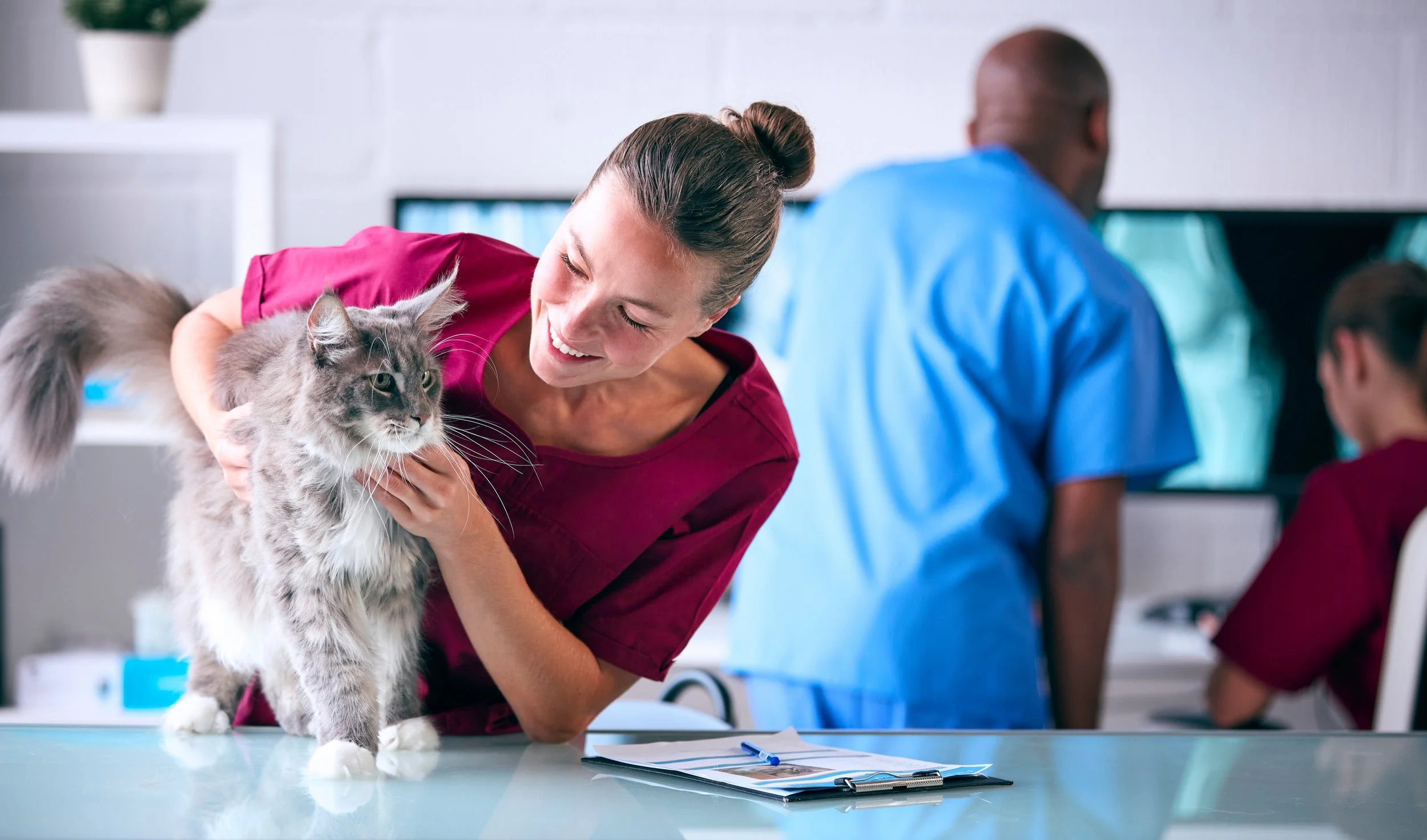 A veterinarian in pink scrubs holds a large fluffy gray and white cat on an examination table. The veterinarian is smiling and looking at the cat, which seems calm. In the background, two other people in blue scrubs are working at a counter in a veterinary clinic.