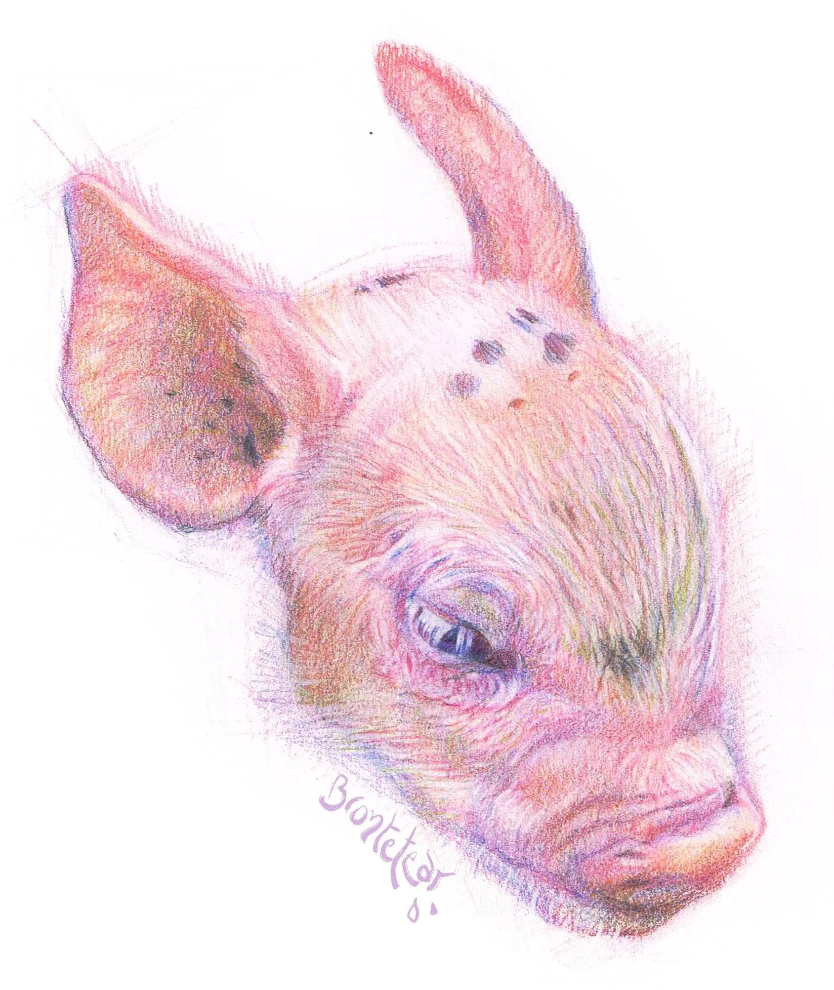 "Piglet's head" | Lápices de color | 12 x 15 cm | 2018