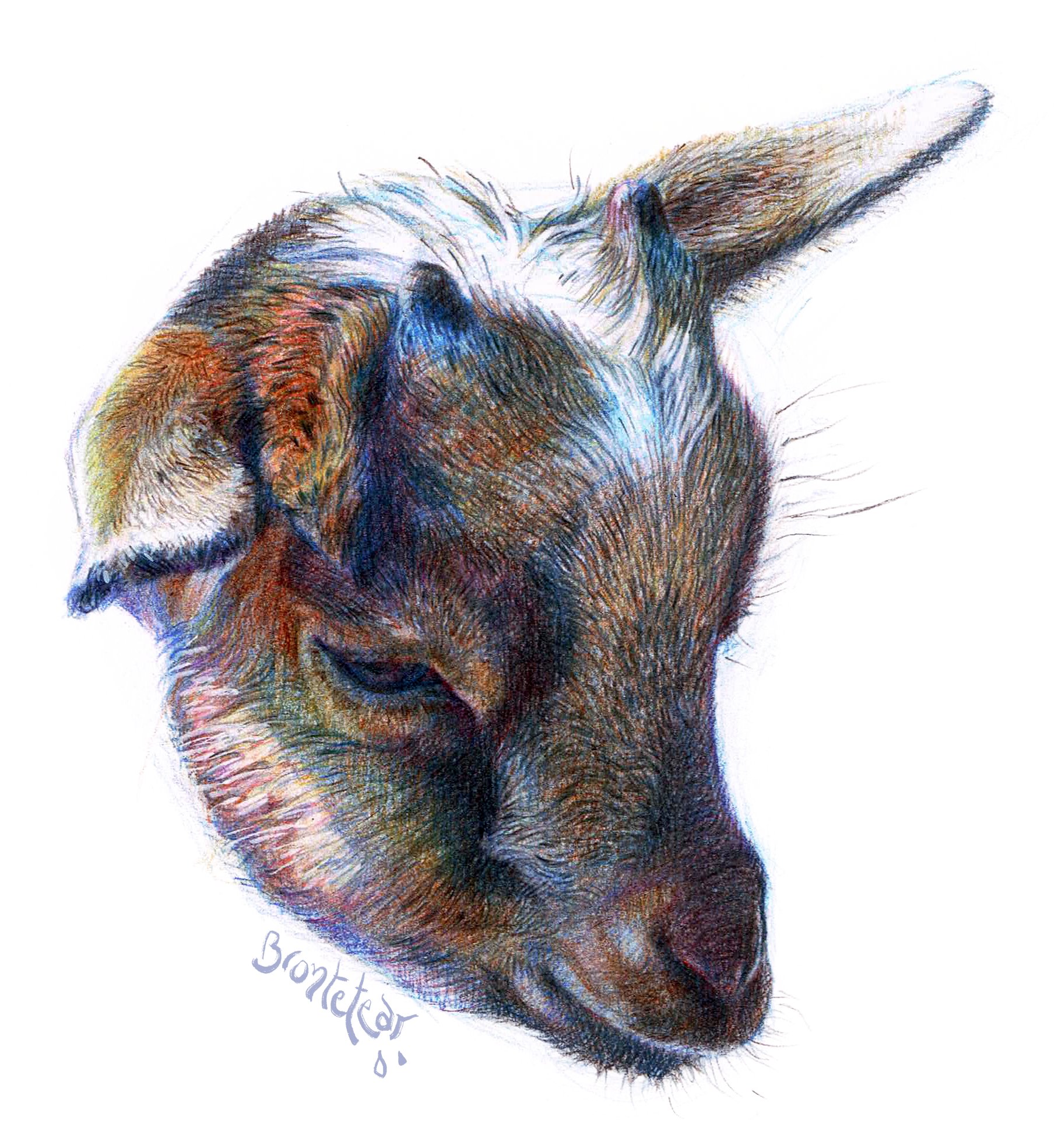 "Chivito's head" | Lápices de color | 12,5 x 15 cm | 2018