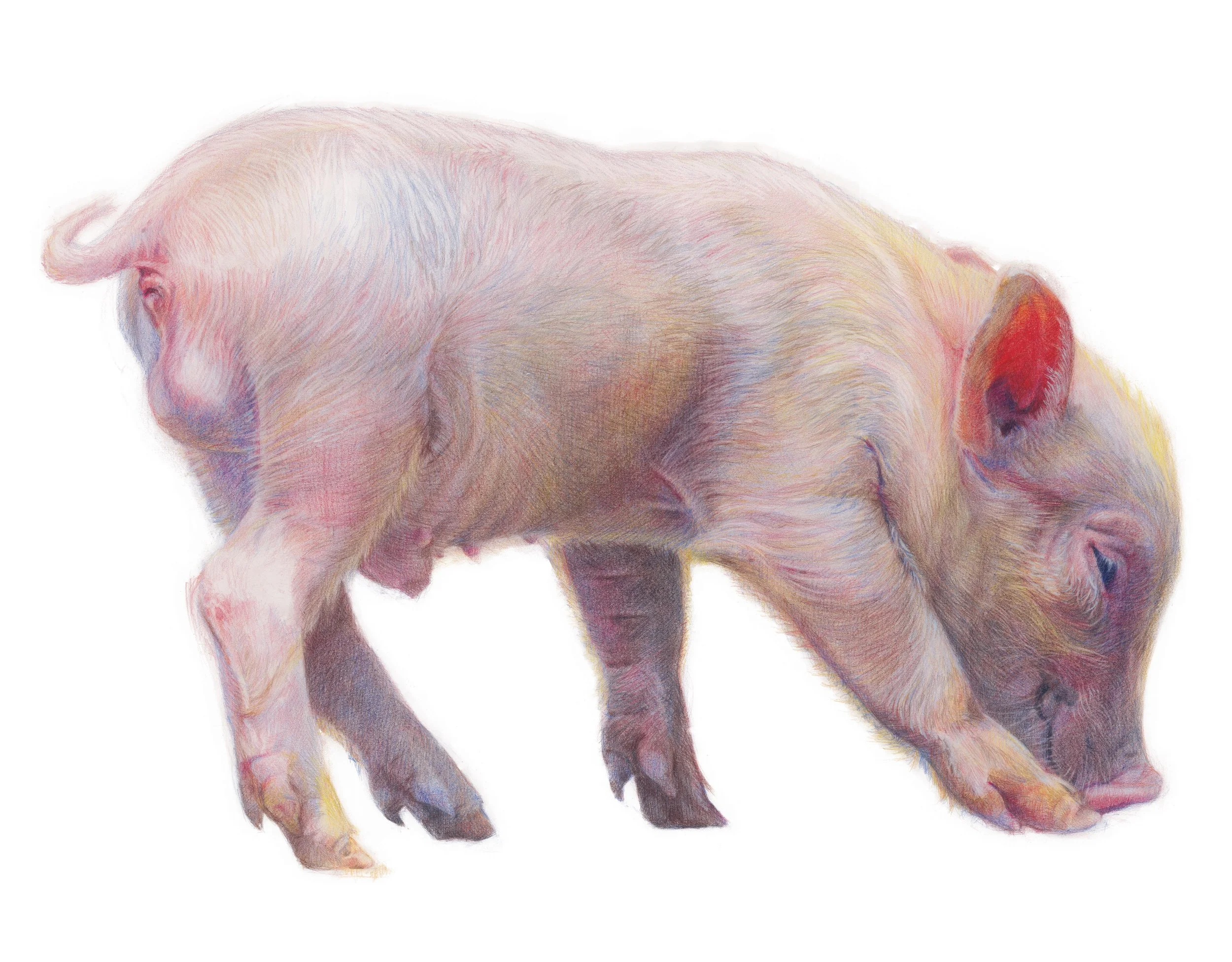 "Baby Pig" | Lápices de color | 70x50 cm | 2018 | 🏆 Premio de Honor — Real Academia de Bellas Artes de Santa Isabel de Hungría, Sevilla