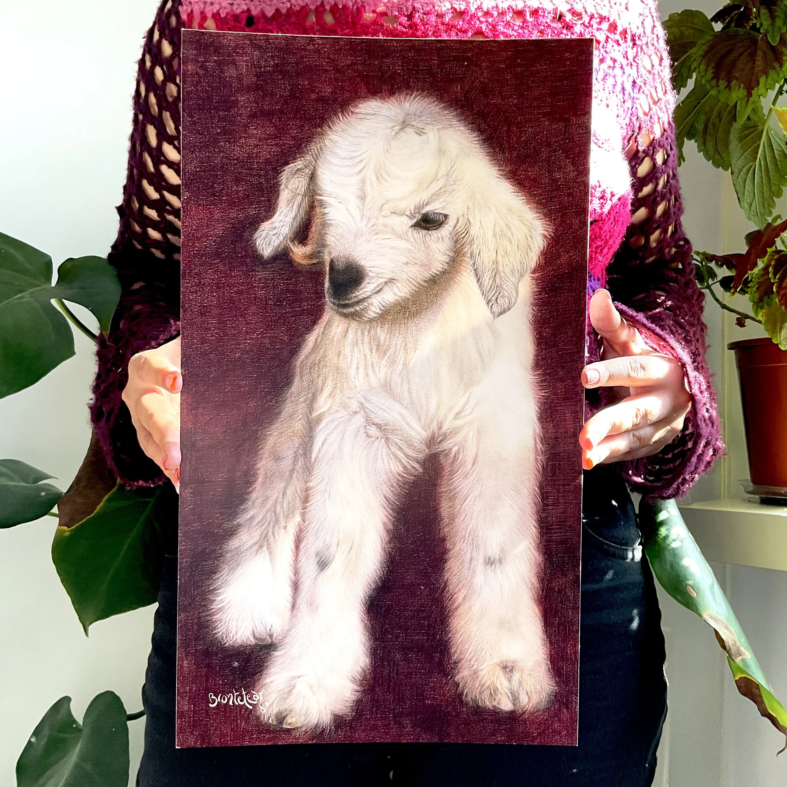 Chivito blanco de orejas caídas y fondo rojo