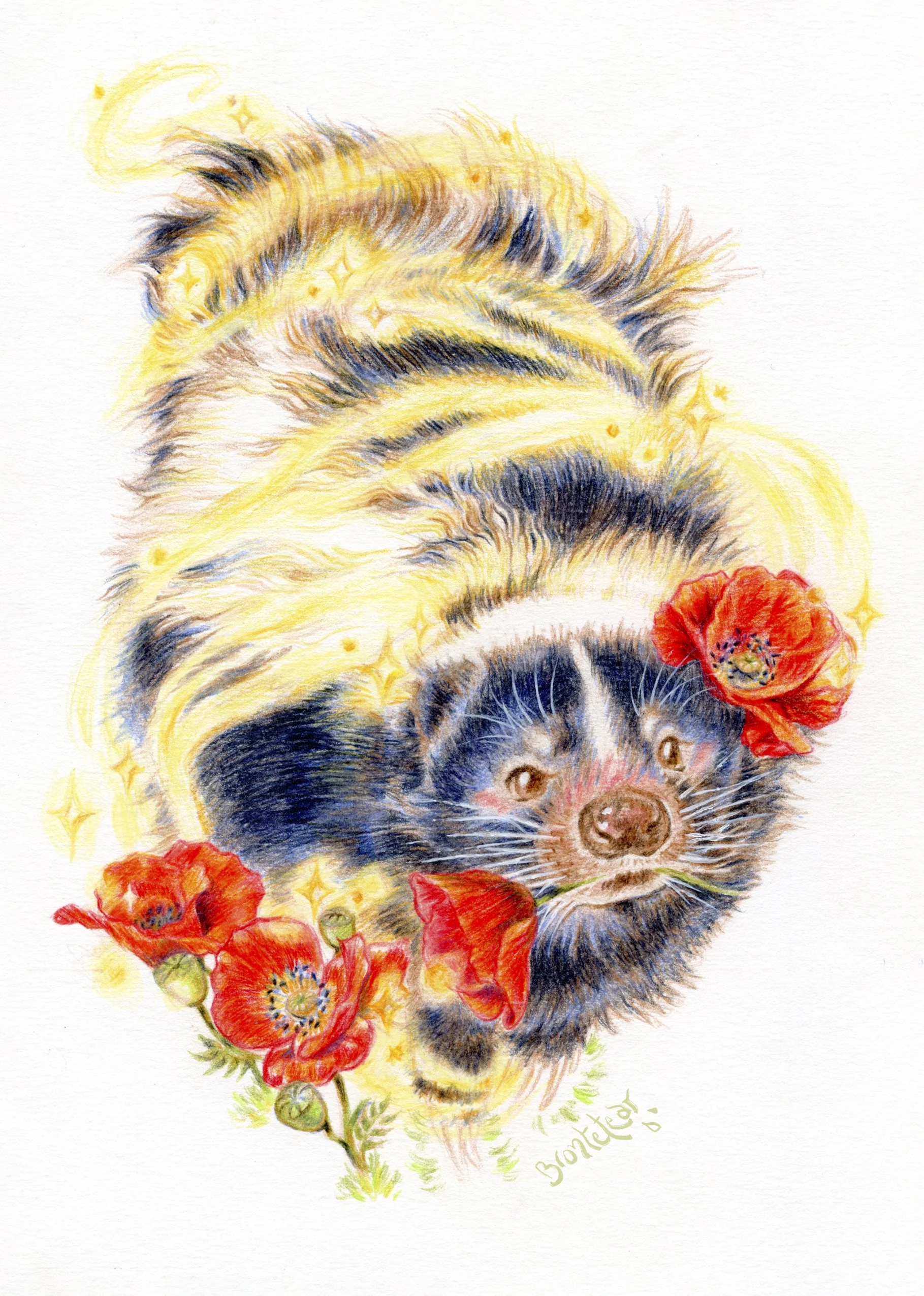 Ilustración de mofeta adorable con amapolas, envuelta en un aura de luz y estrellas, hecha a mano con detalle a lápices de color por Brontetear.
