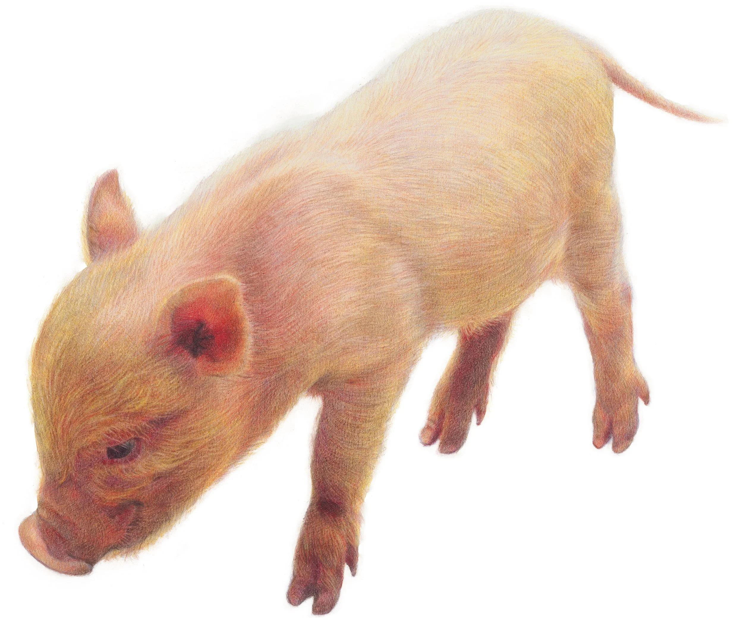 "Tercerdito - Third Piglet" | Lápices de color | 33x37,5 cm | 2019