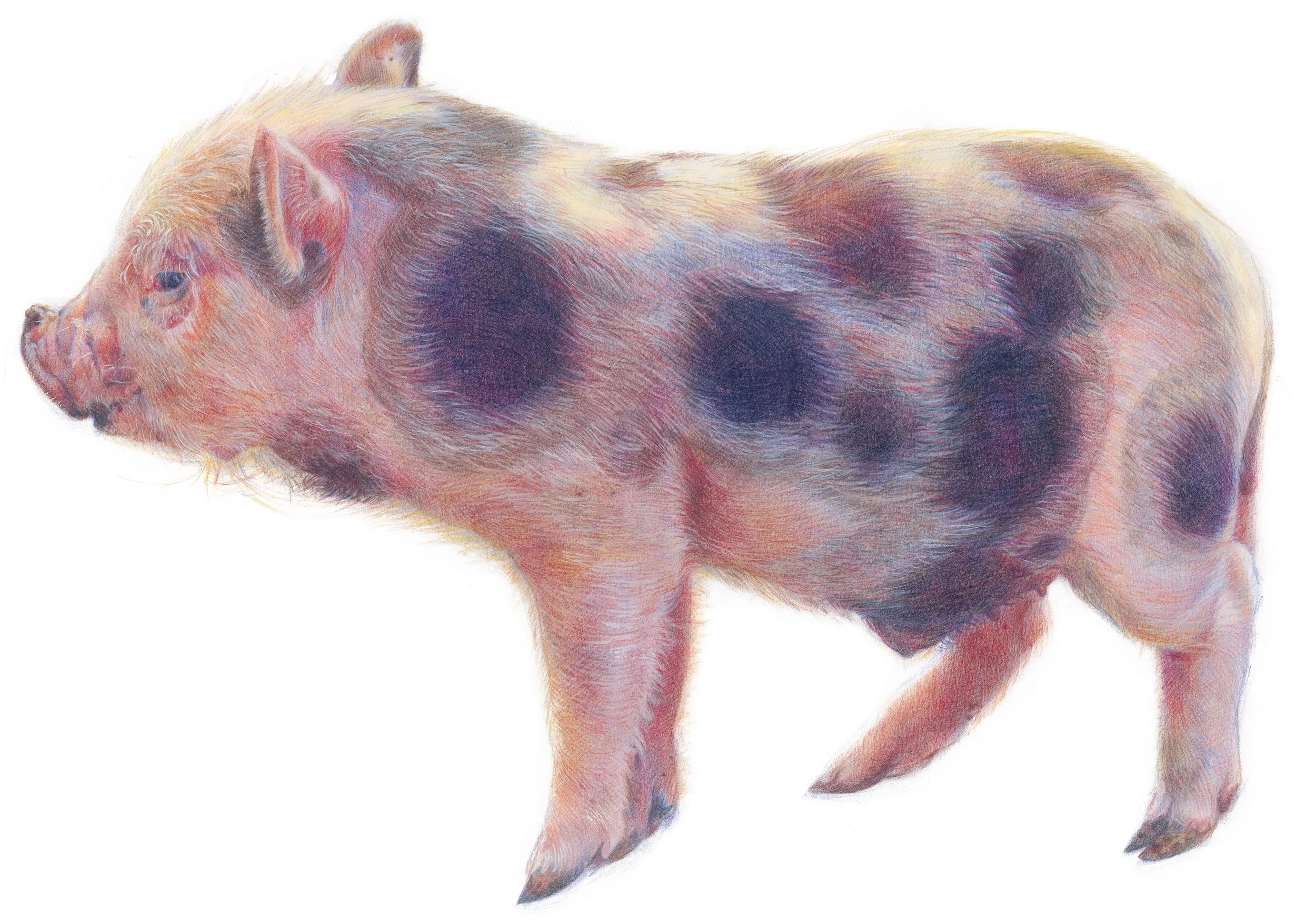 "Lechón - Piglet" | Lápices de color y tempera | 32,5x46 cm | 2019 