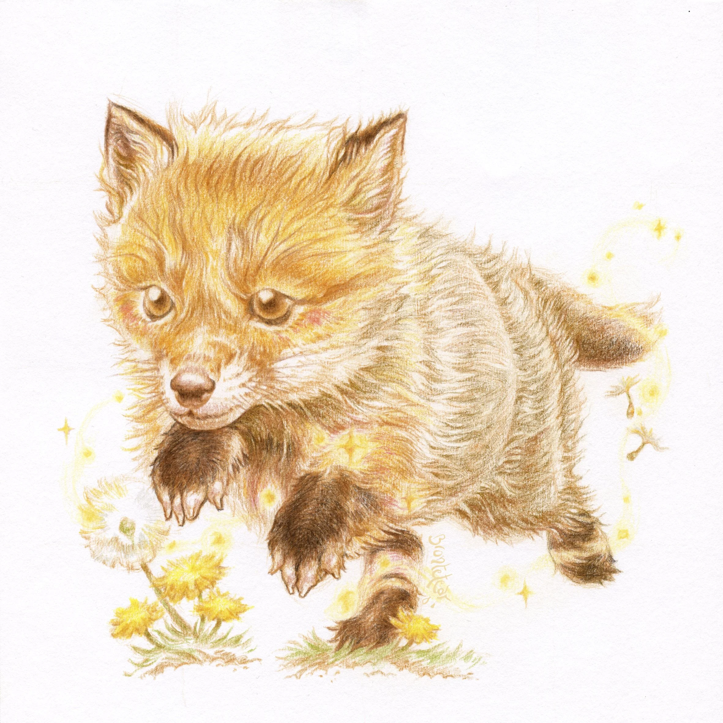 ''Bebé zorrito entre dientes de león'' | Lápices de color | 20x20 cm | 2025