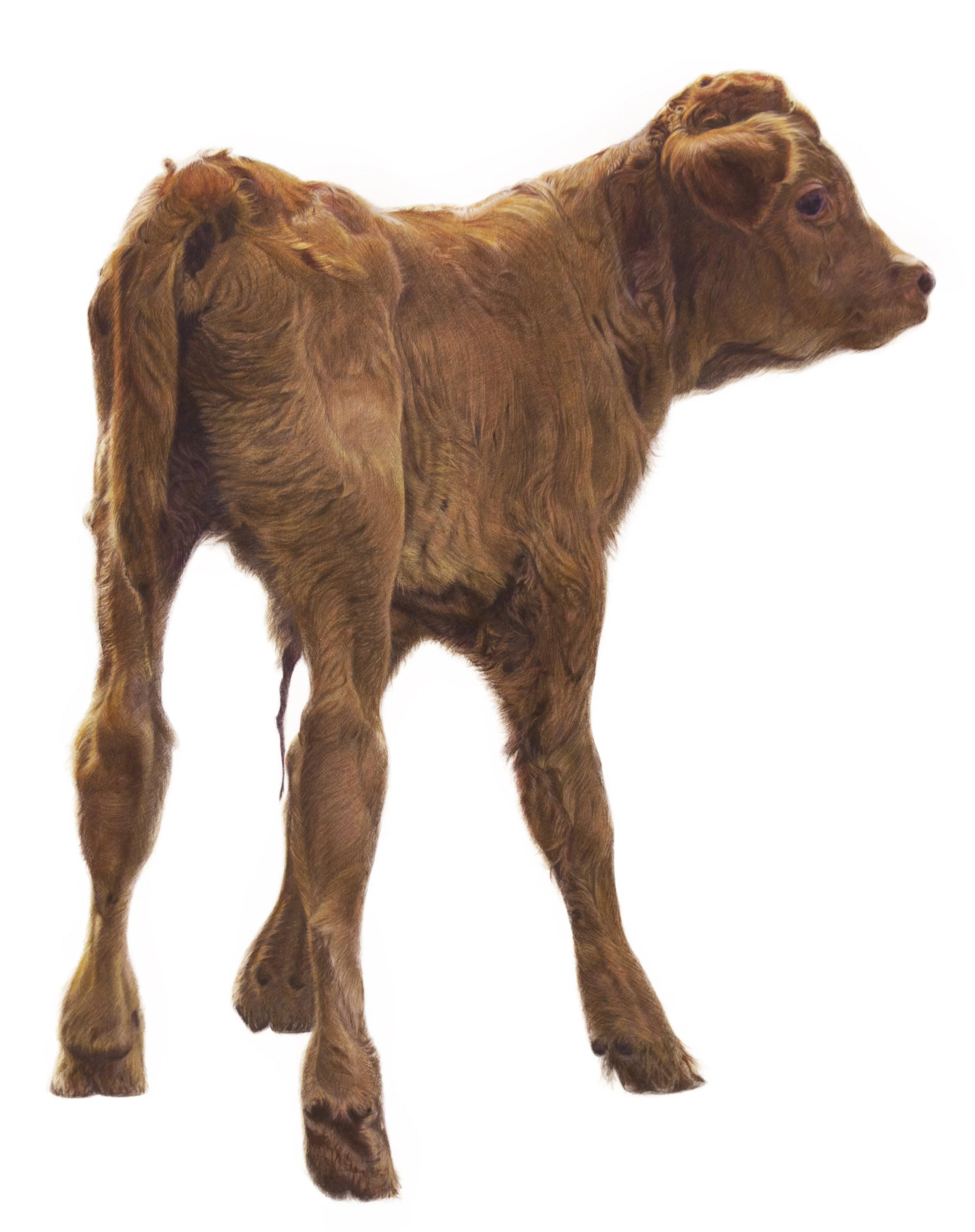 "Retinta's calf" | Lápices de color | 1,40 x 1,77 m | 2019 | Preseleccionada — Figurativas 2019, MEAM, Barcelona