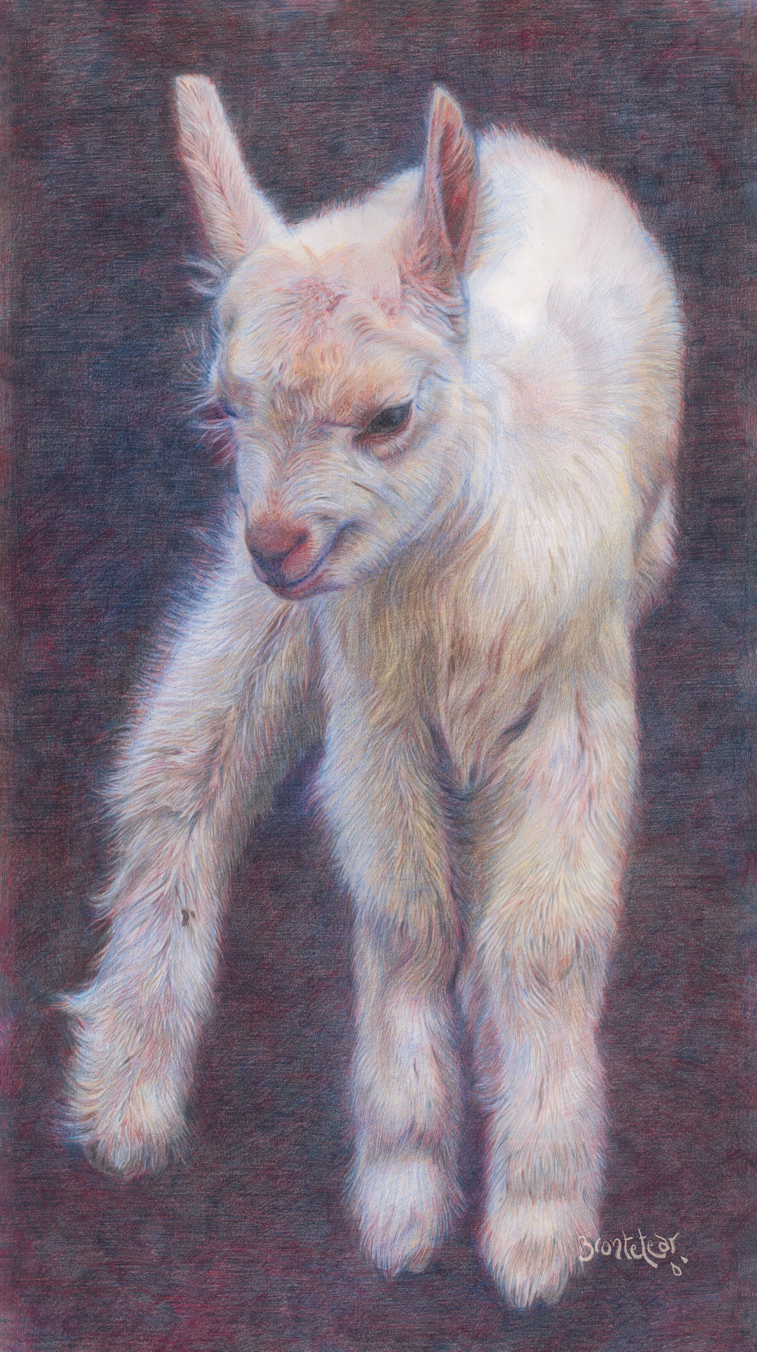 ''Chivito blanco - White little goat''  | Lápices de color | 39x70 cm | 2019 