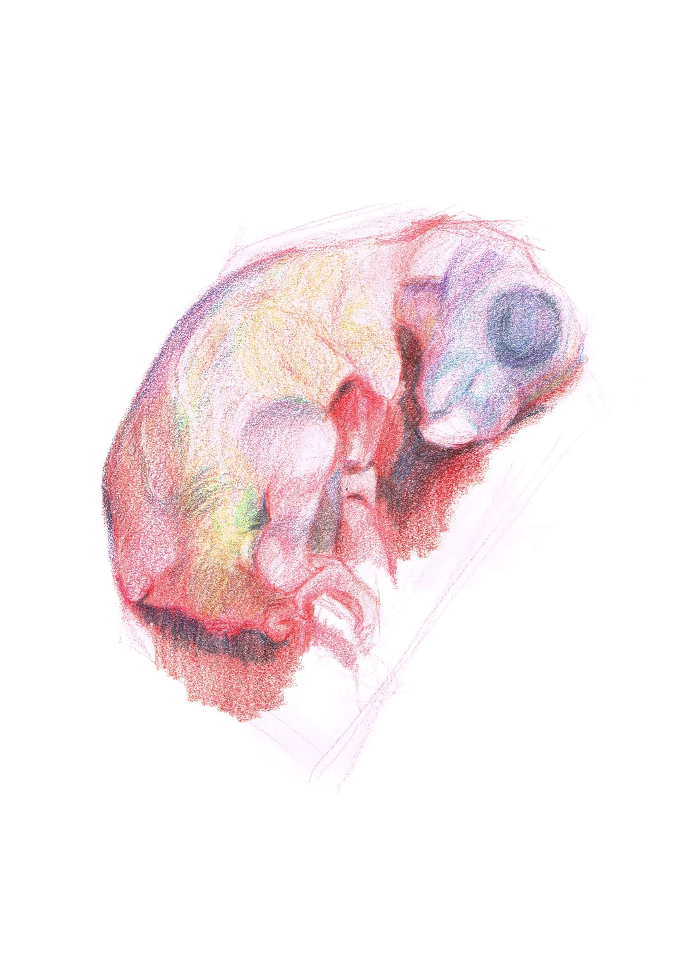 ''Boceto Pichón 2'' | Lápices de color | A4 | 2019 