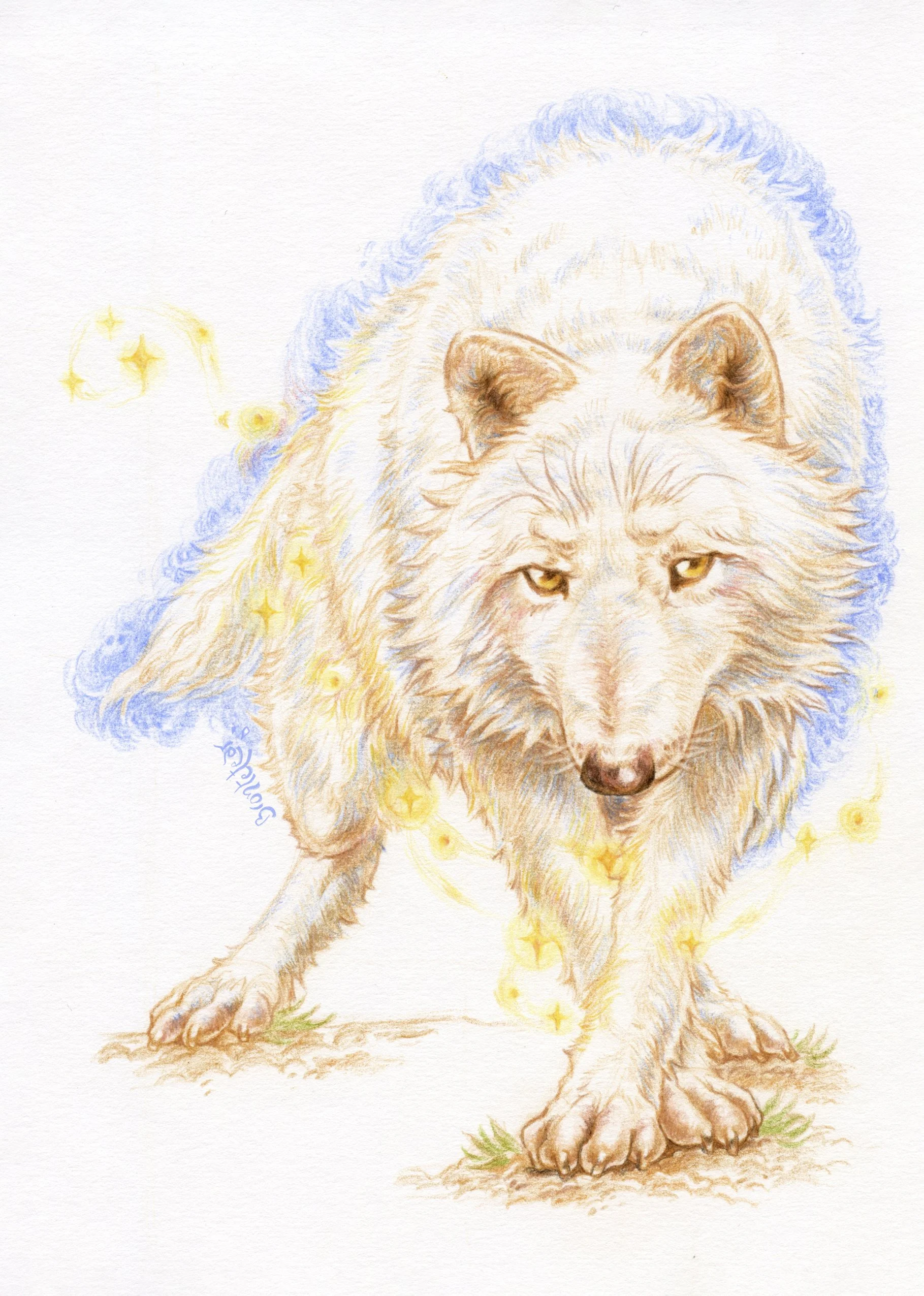 ''Lobo blanco de ojos ambarinos'' | Lápices de color | A5 | 2025