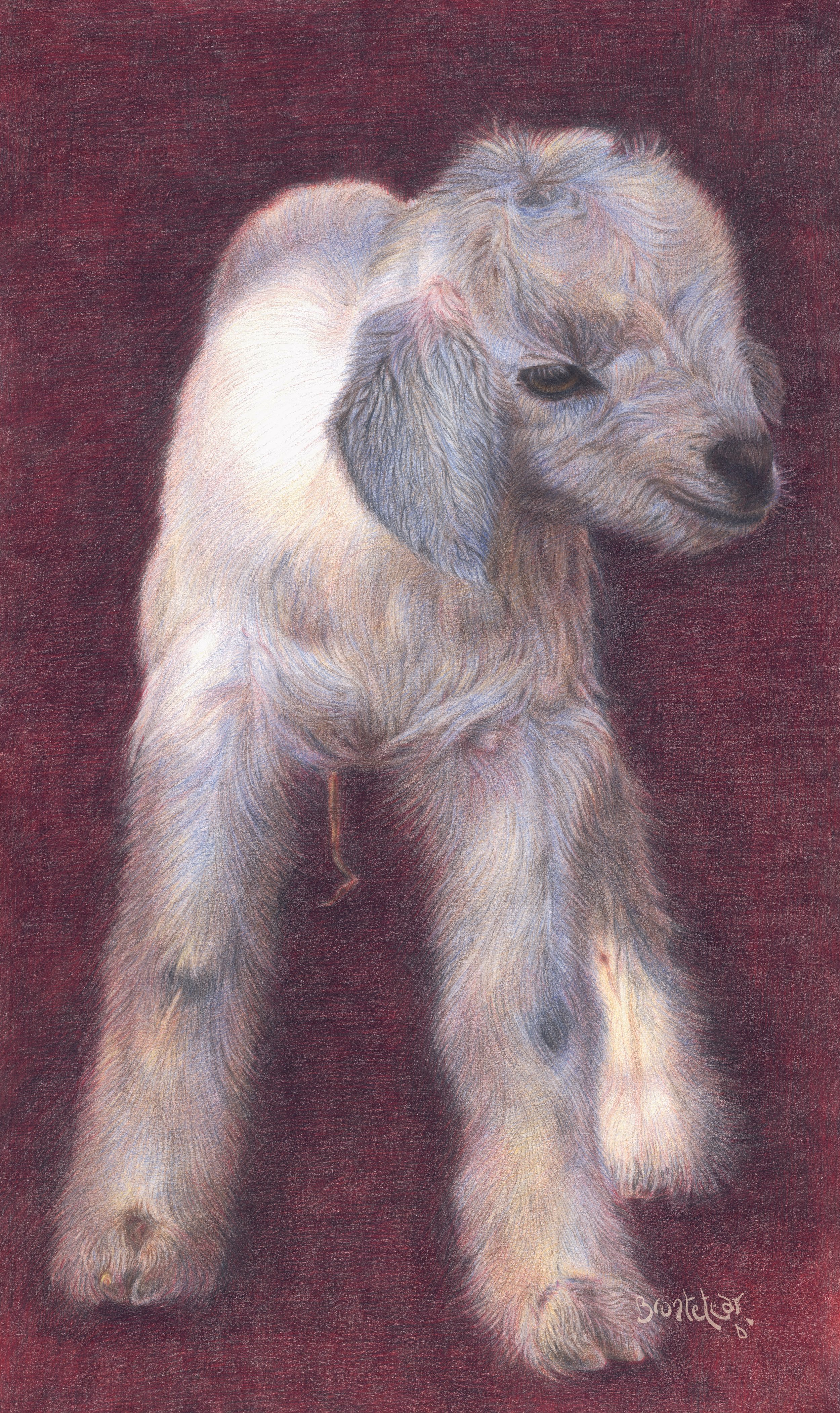 Chivitos Blancos, Díptico 1 - White little goats,  Diptych 1 | Lápices de color | 40,6x70 cm | 2019 