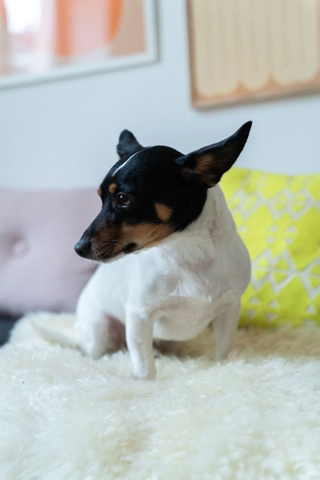 Psychotherapie in Frankfurt – Kleiner Hund Pablo der Psychotherapeutin