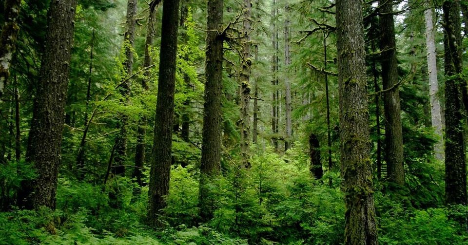 Dense forest with tall trees and green foliage.