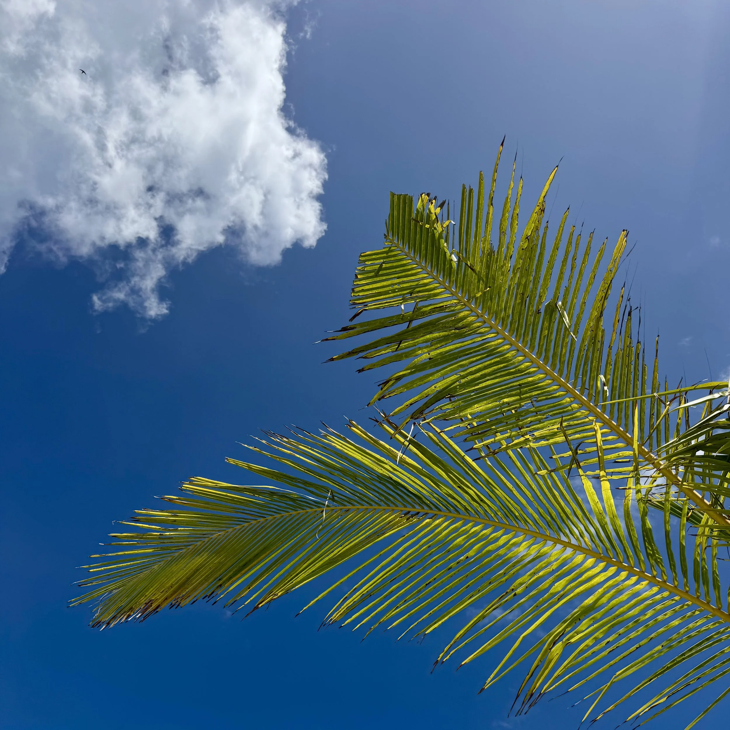The Dominican Republic