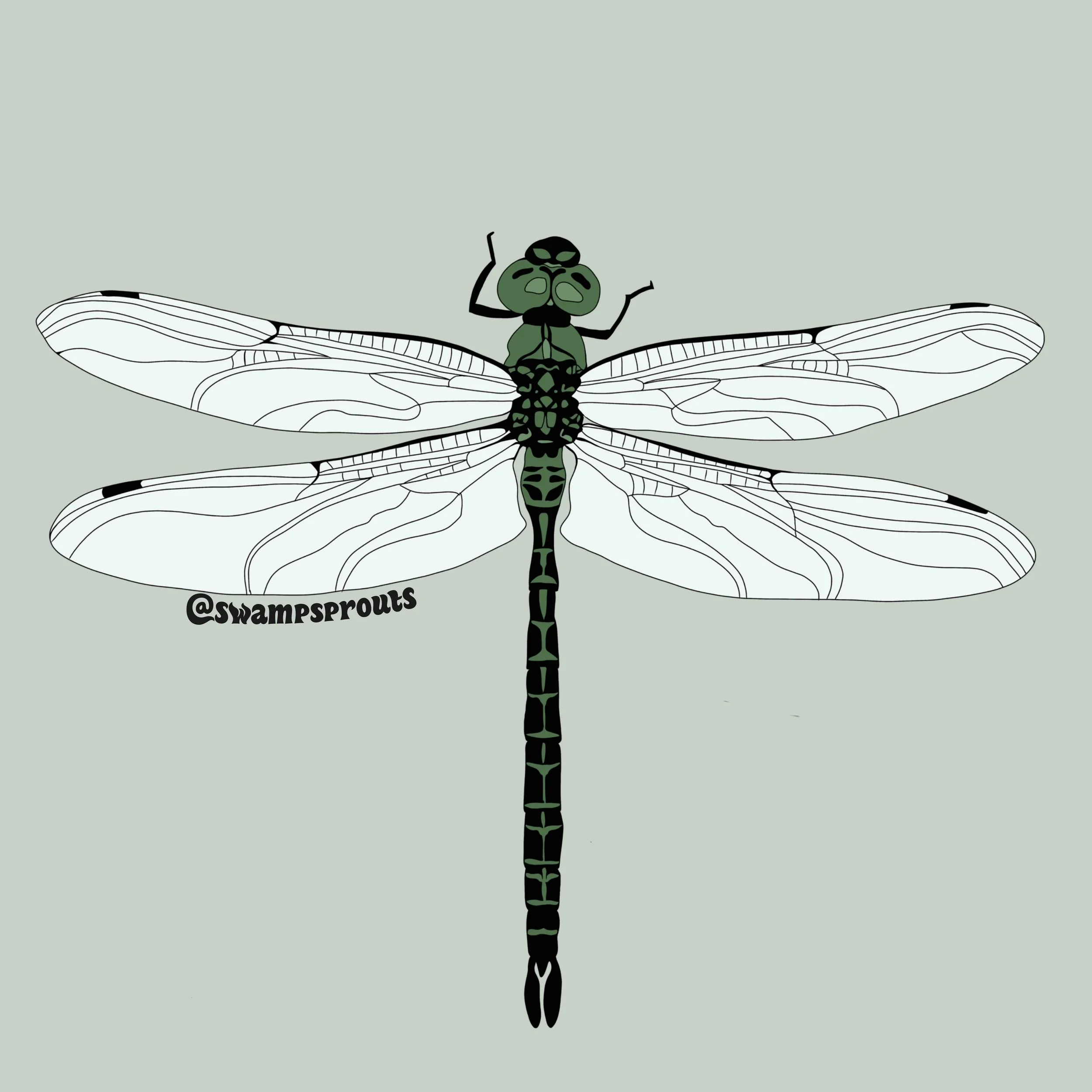 Dragonfly.jpeg