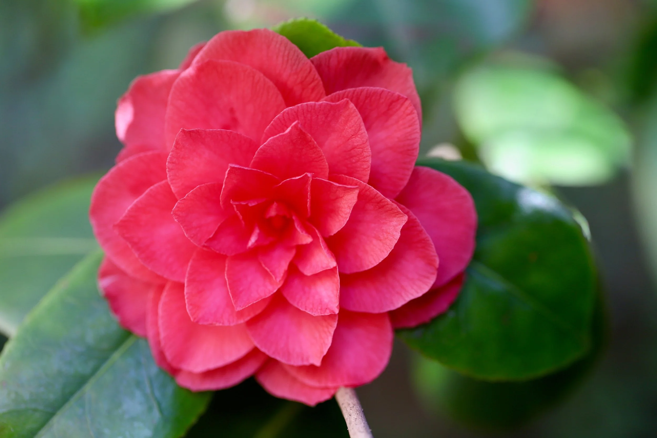 Sacred Feminine Remembrance