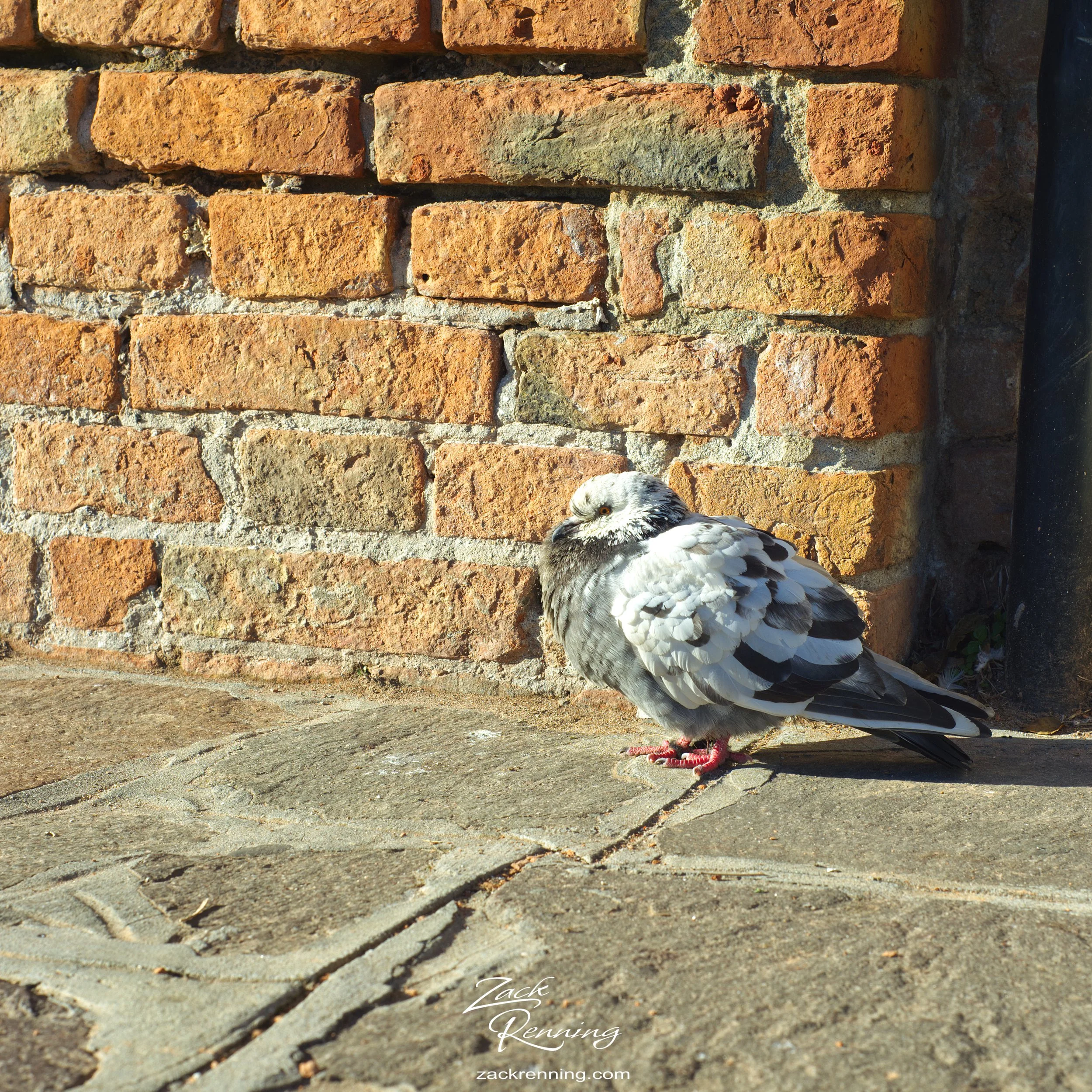 Taken on Murano Island before our glass making tour. Normal Pidgeon, but with more colors and weight.