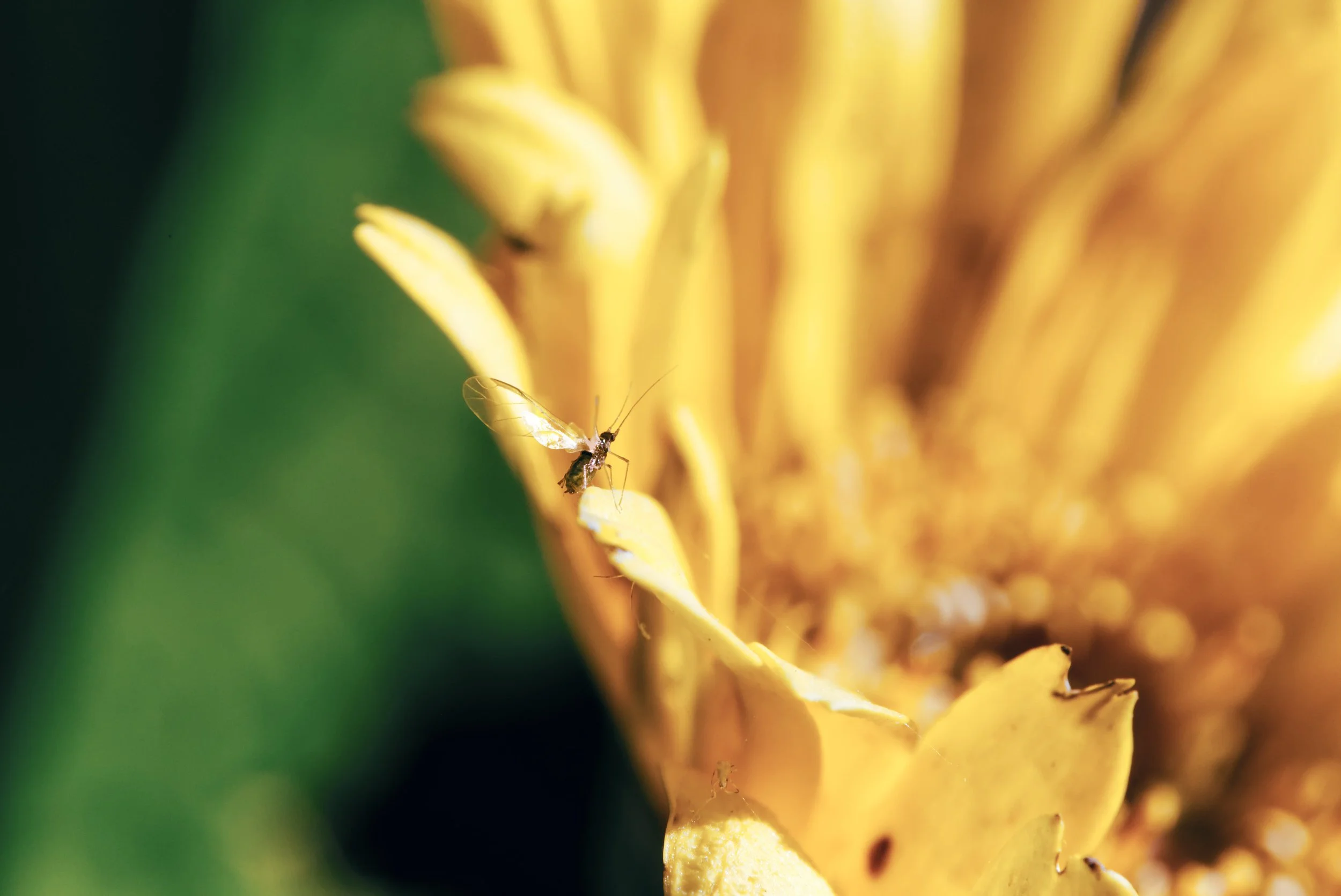 _MG_8204.jpg