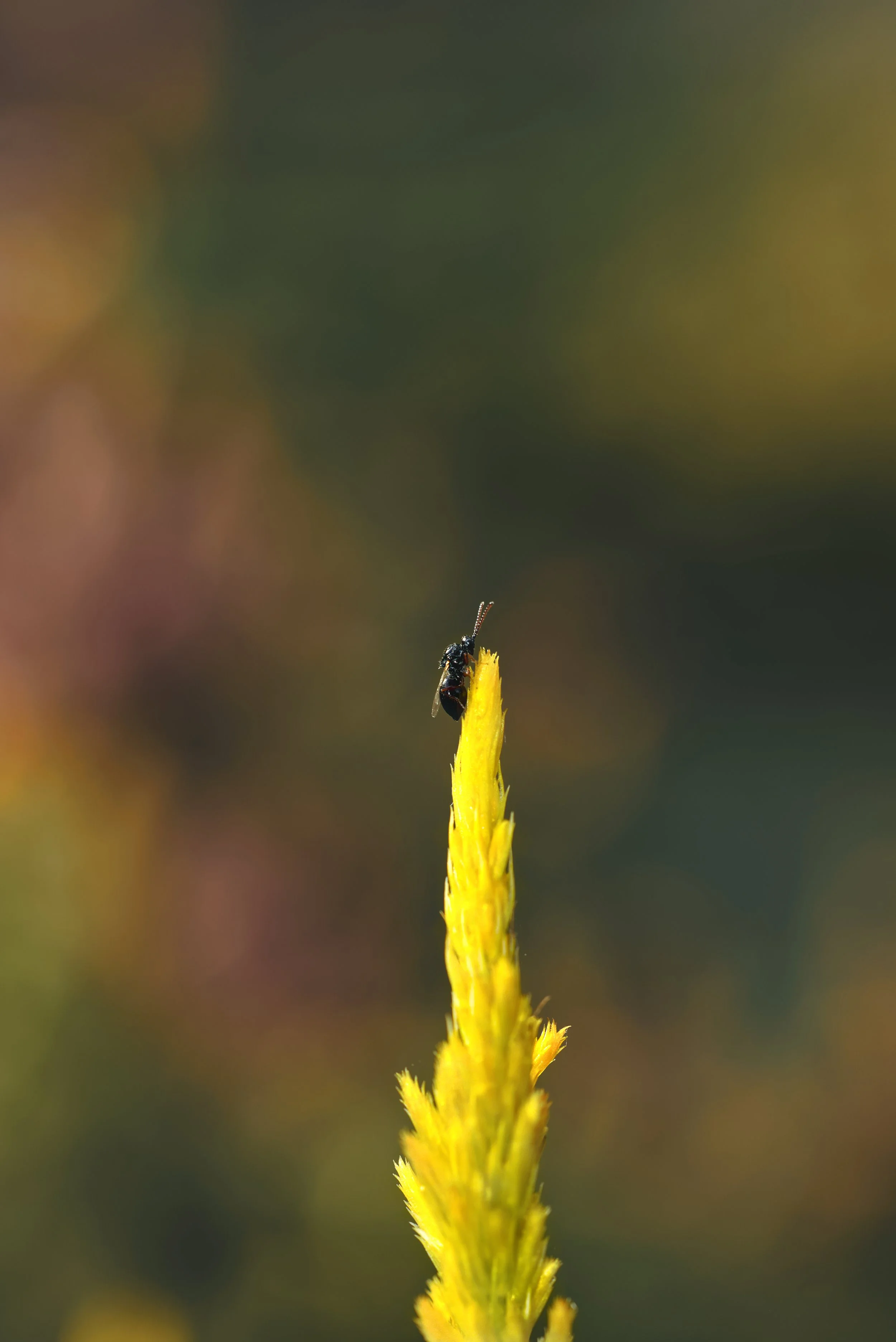 __ZR0867.jpg