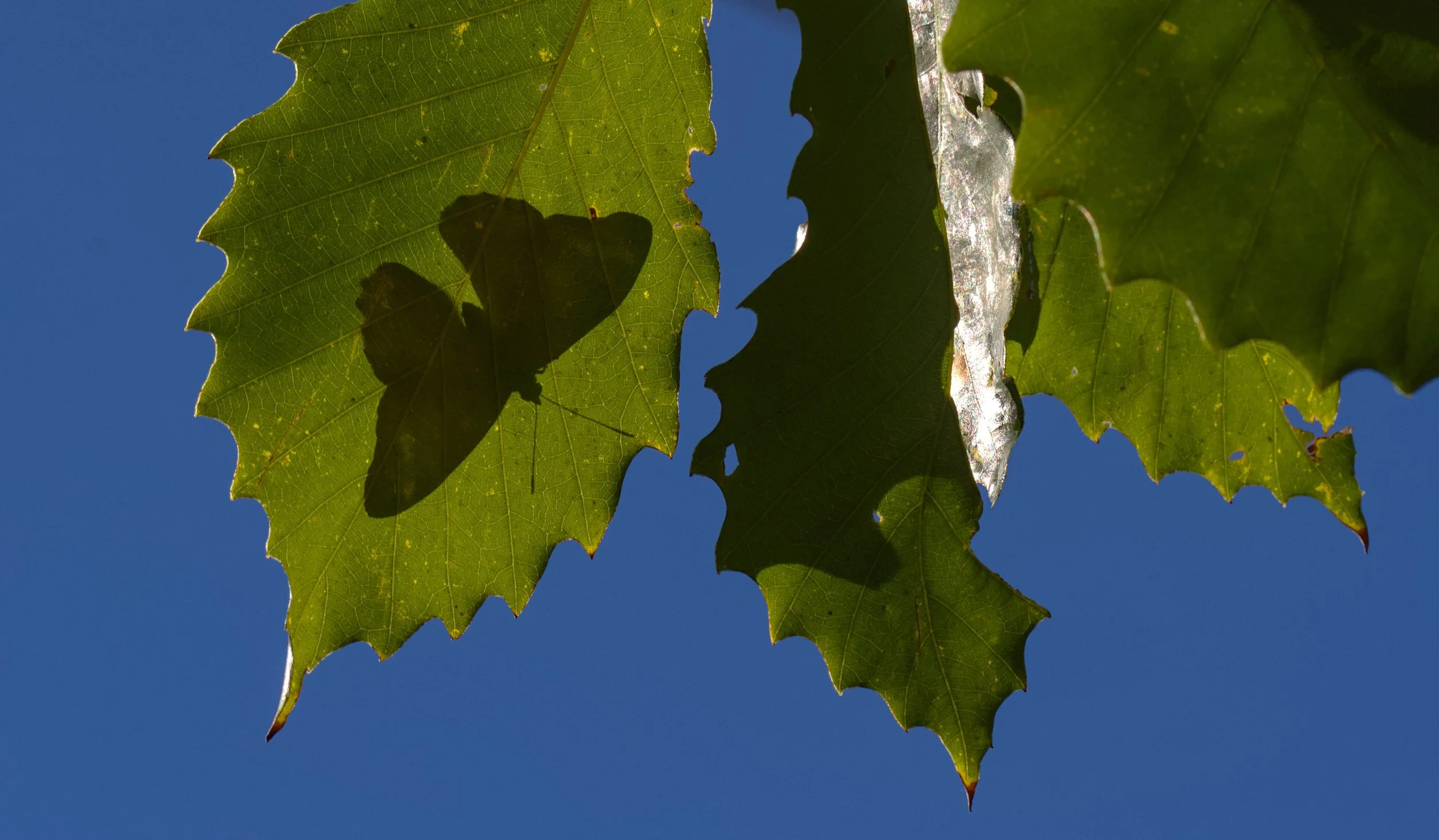 _MG_5582.jpg