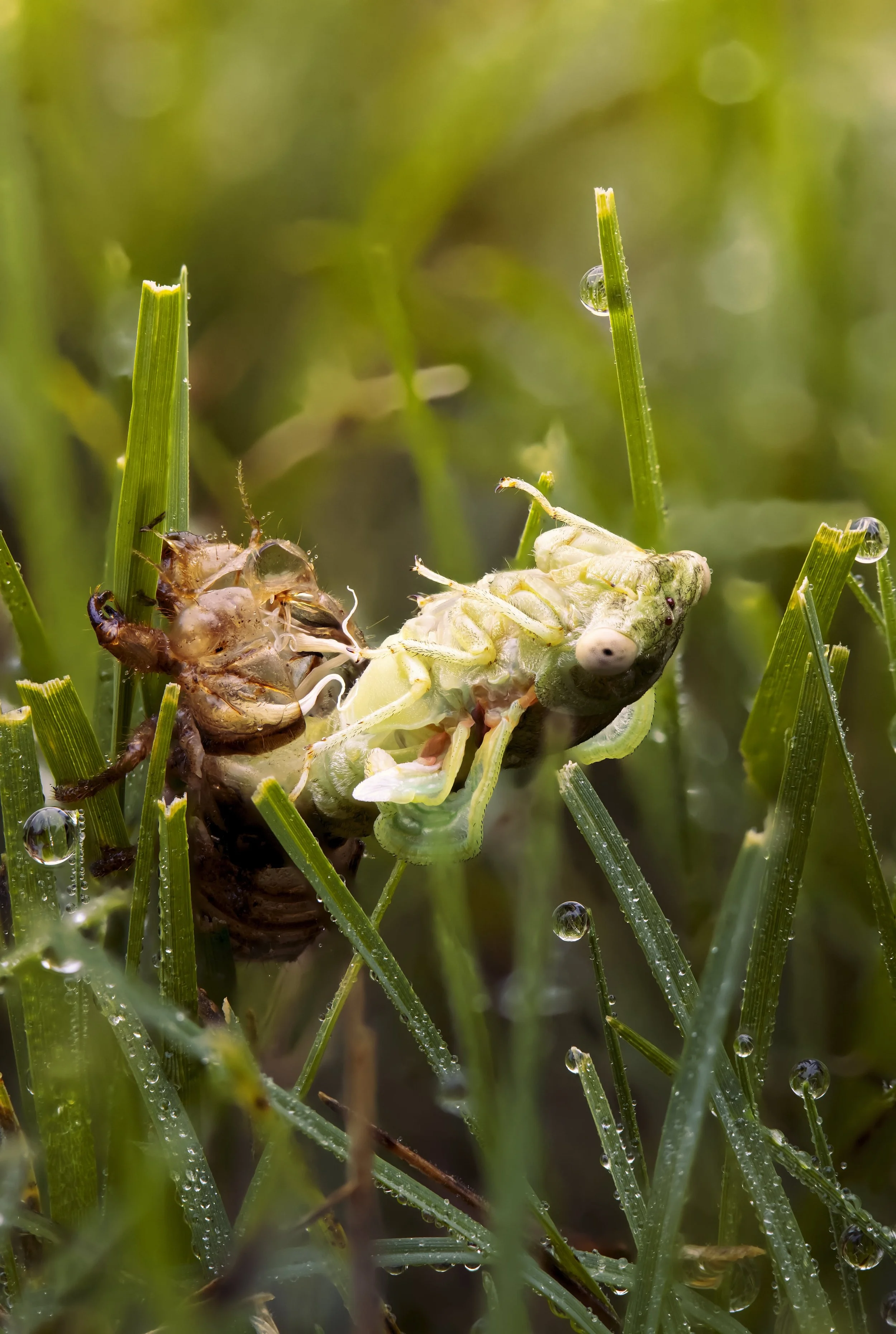 NewCicada.jpg