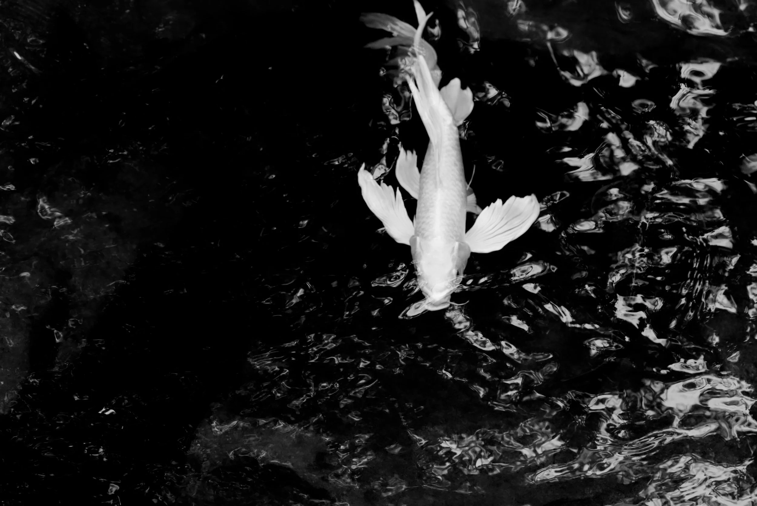 Ghost in The Deep.jpg