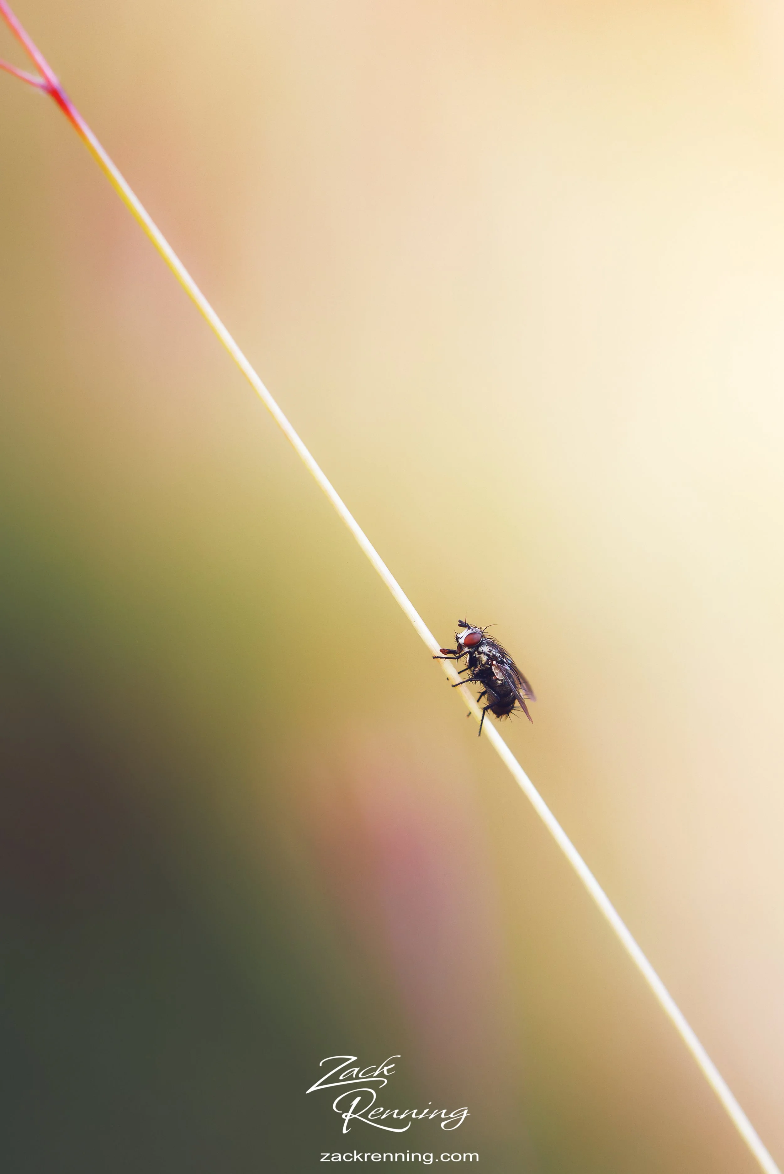 Consideration for the Disregarded.jpg