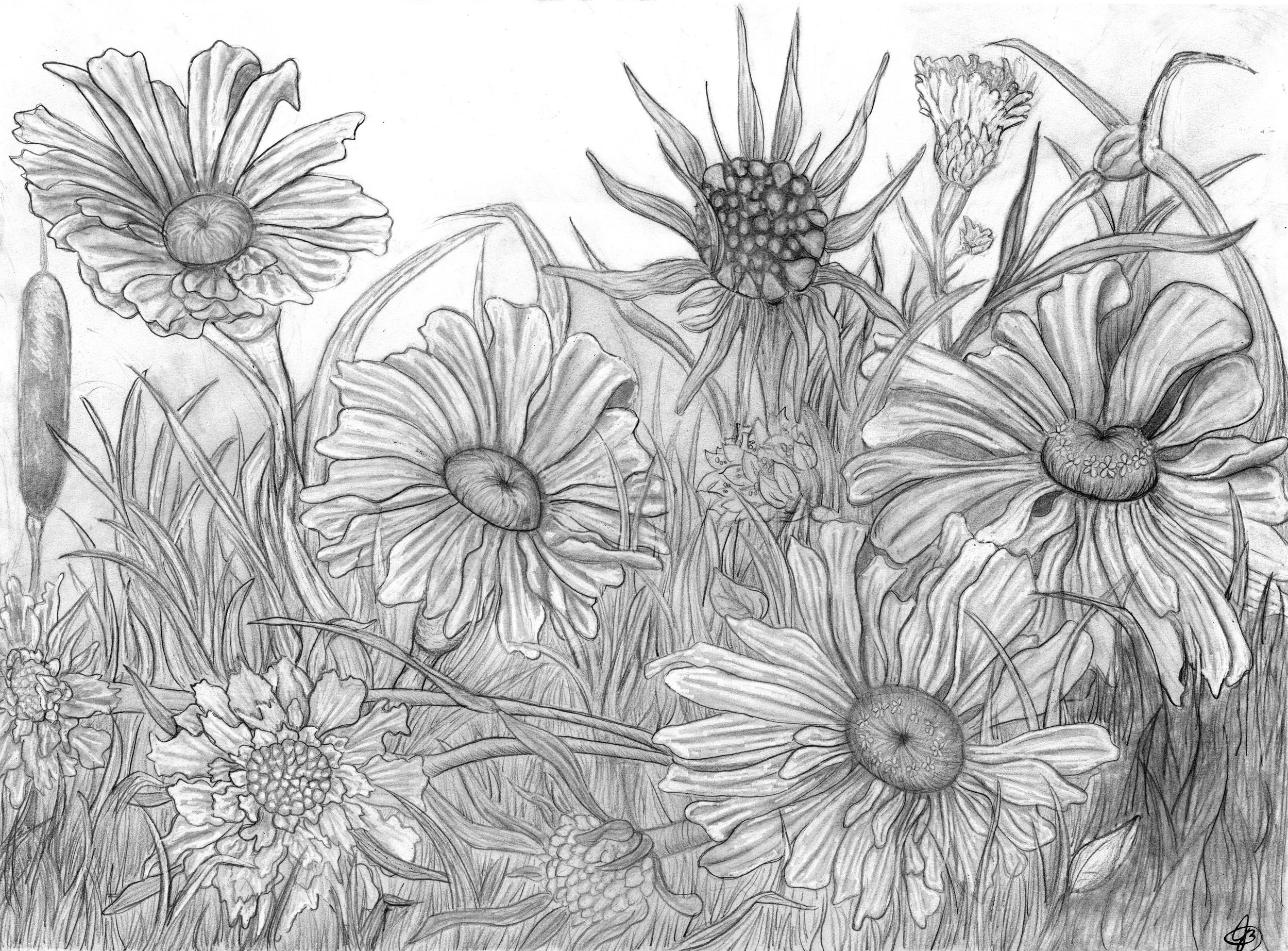 A detailed pencil drawing of wildflowers, including large daisy-like flowers with wide petals, a sunflowers with a central disk and narrow petals, and various grasses and smaller flowers.