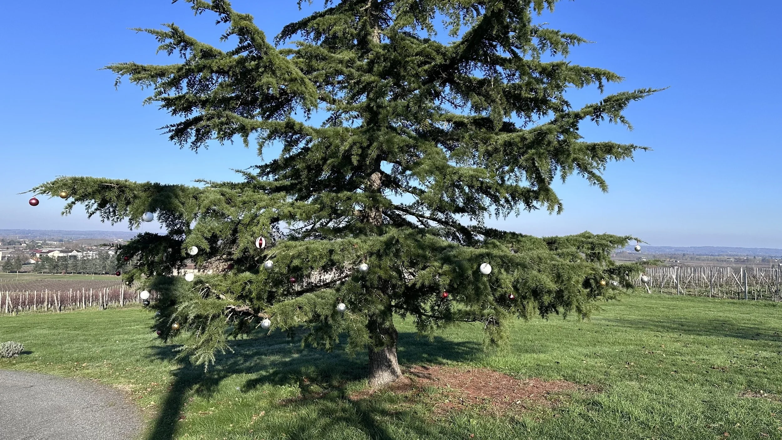 Christmas tree outdoors decorated with various colored ornaments, situated on a grassy area with vineyards and a small town in the background under a clear blue sky.