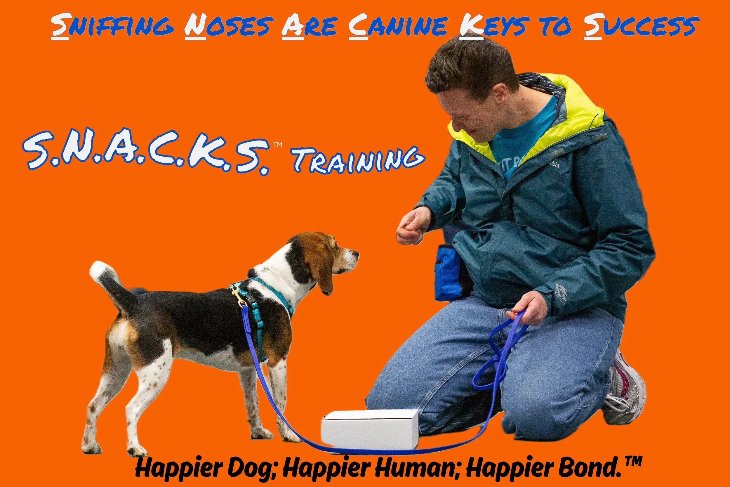 Happy beagle attentive to owner during training