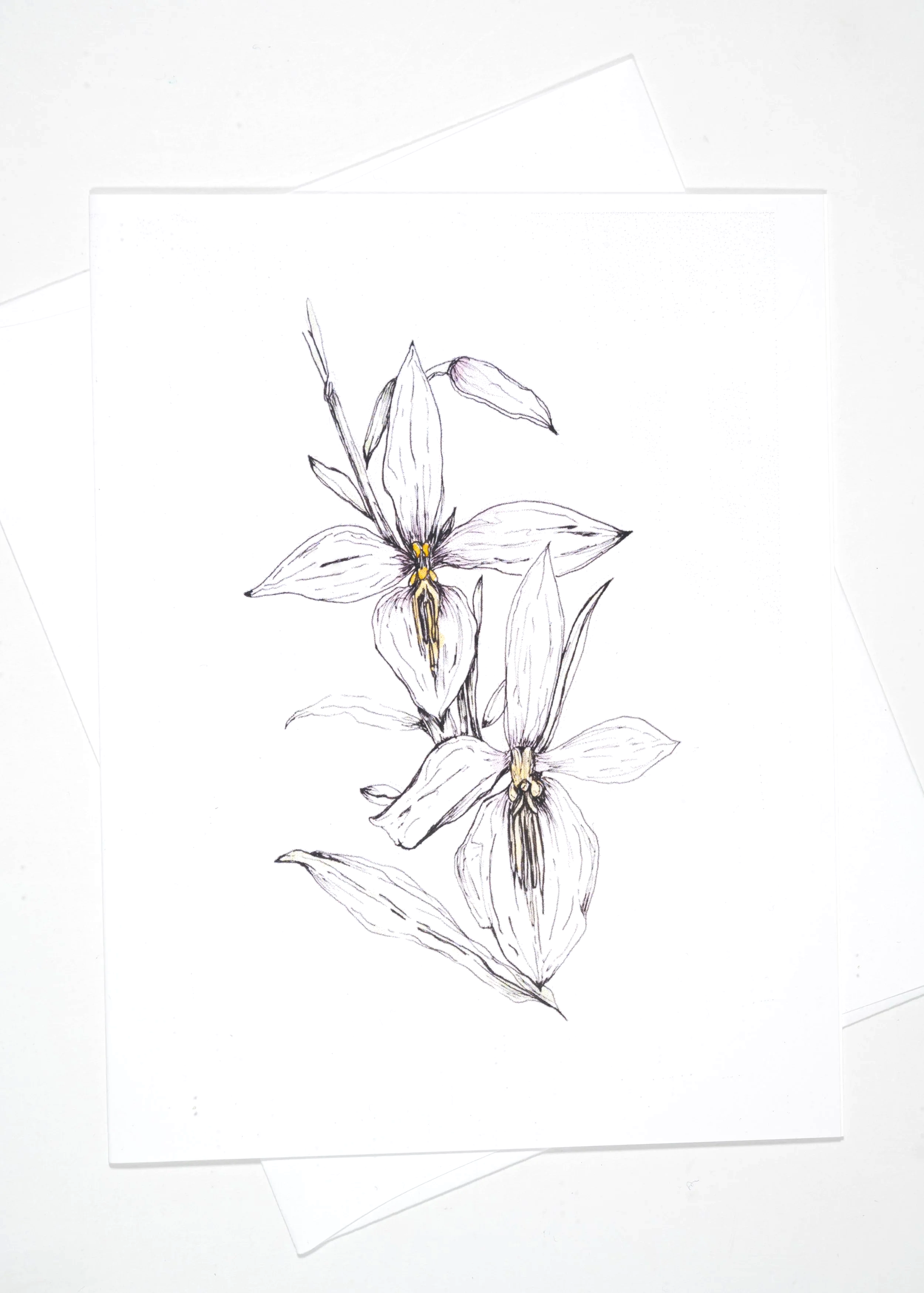 FRANGIAPANI+4X5++%26+ENVELOPE.png