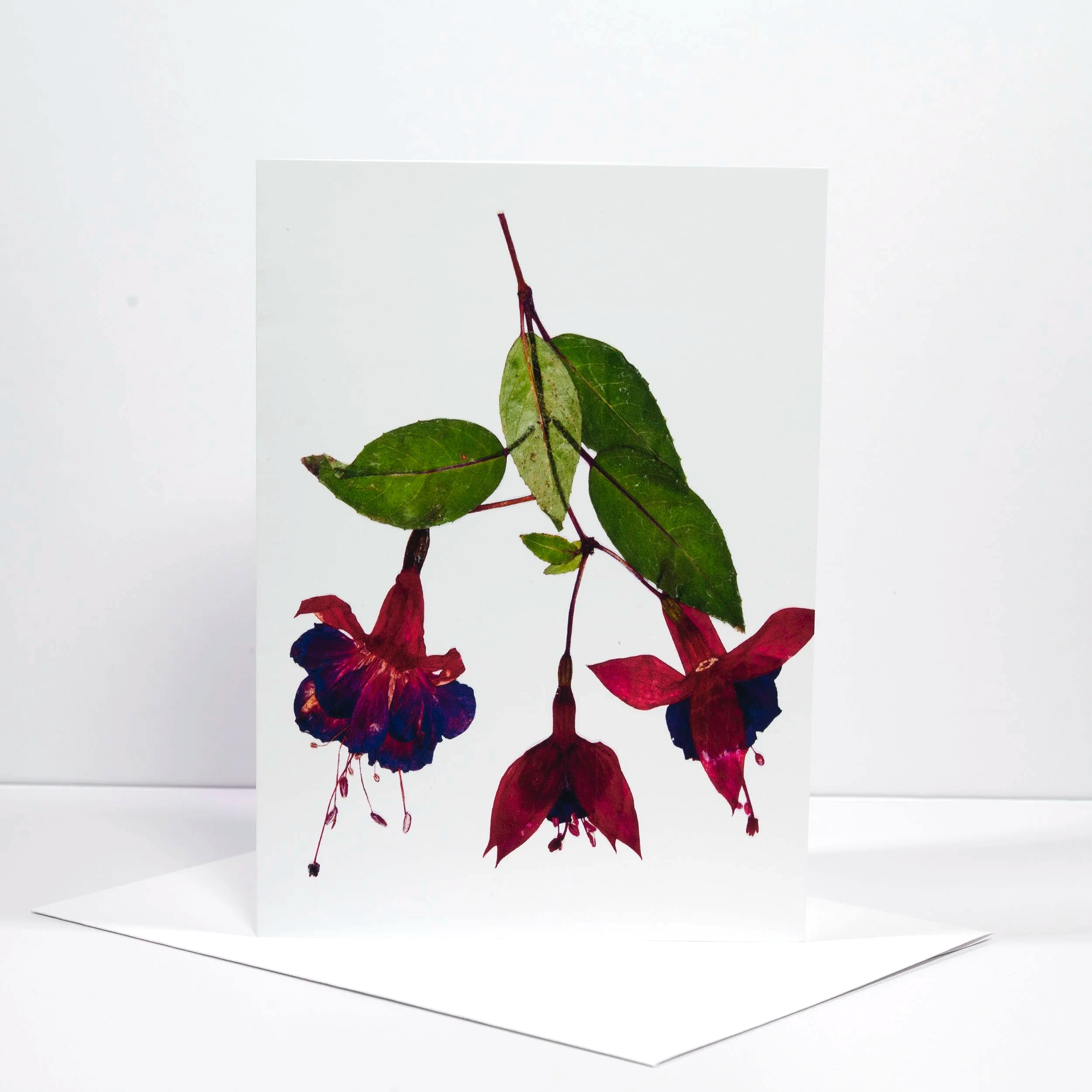 PRESSED+FUSCIA.png