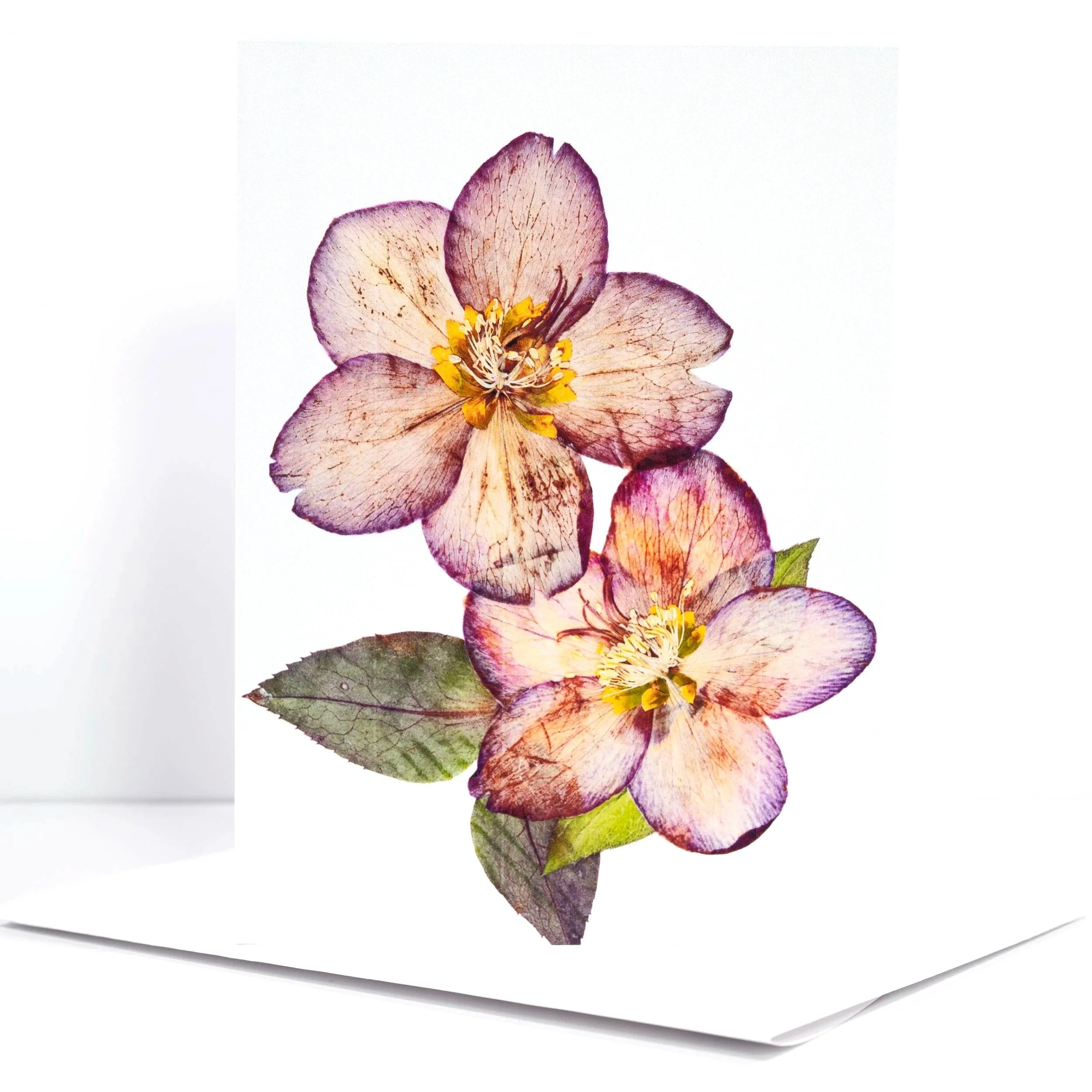 PRESSED+PINK+HELLEBORE.jpg (Copy)
