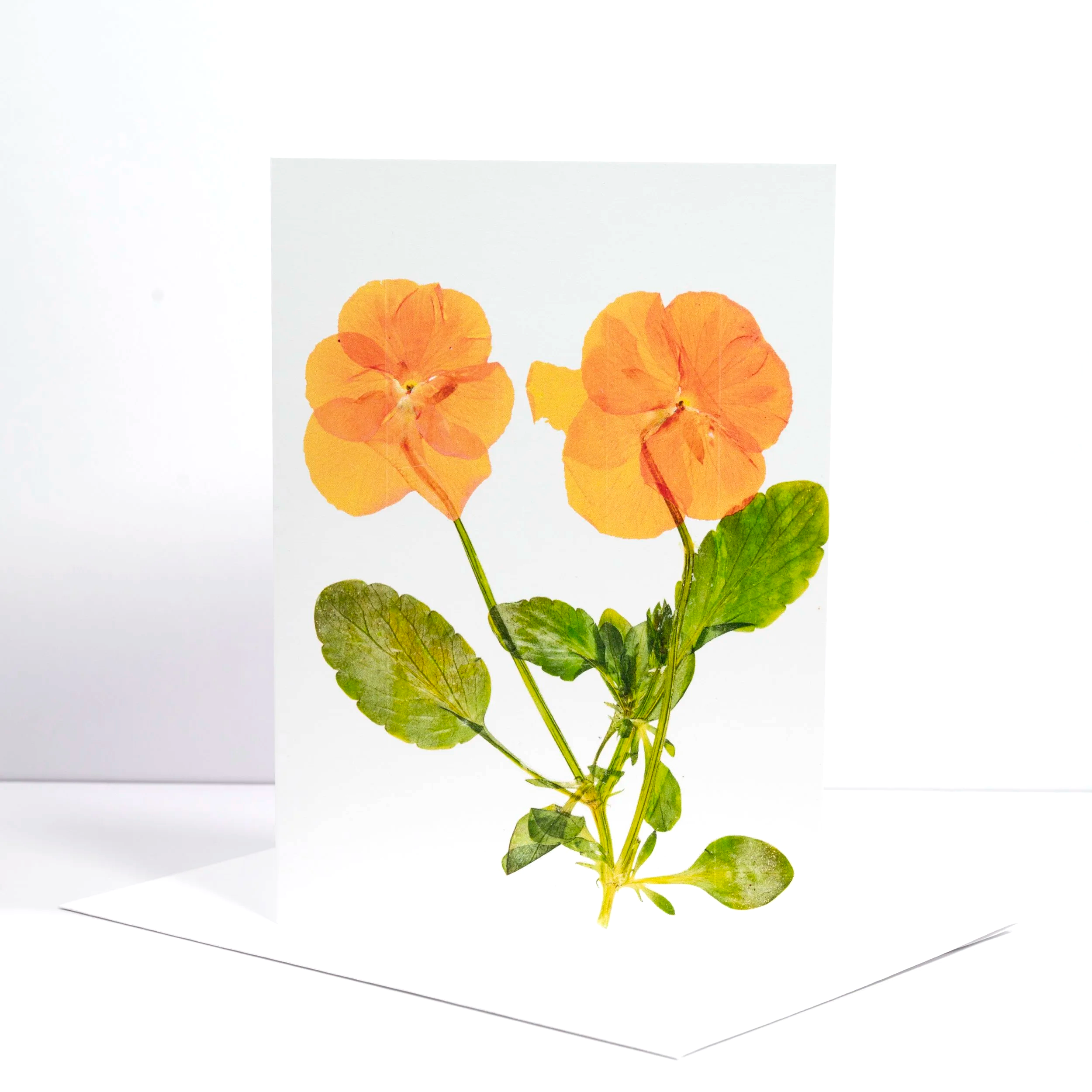 PRESSED+DOUBLE+ORANGE+PANSY+STOREFRONT+.png (Copy)