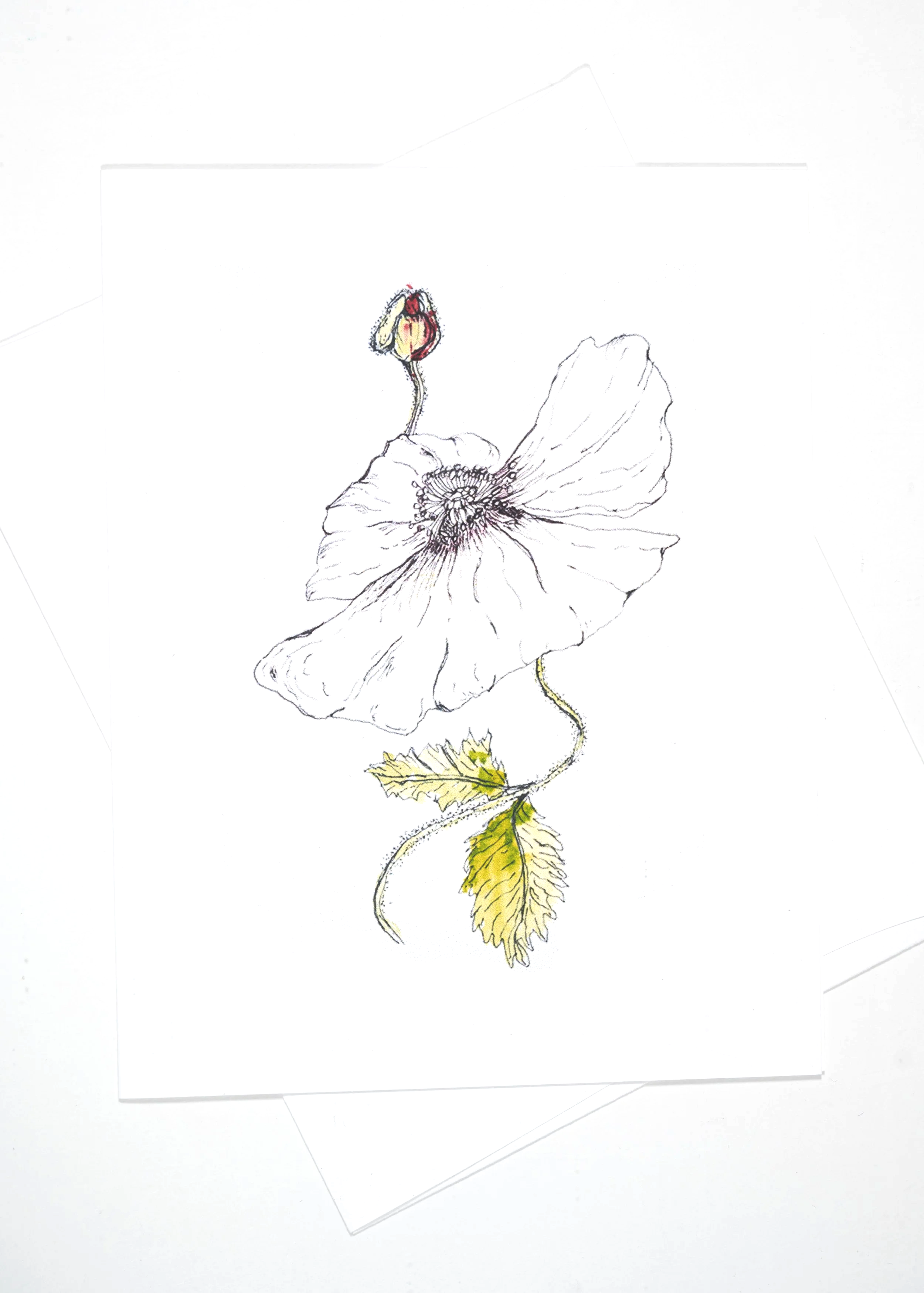 POPPY+BUD+4X5+%26+ENVELOPE.png