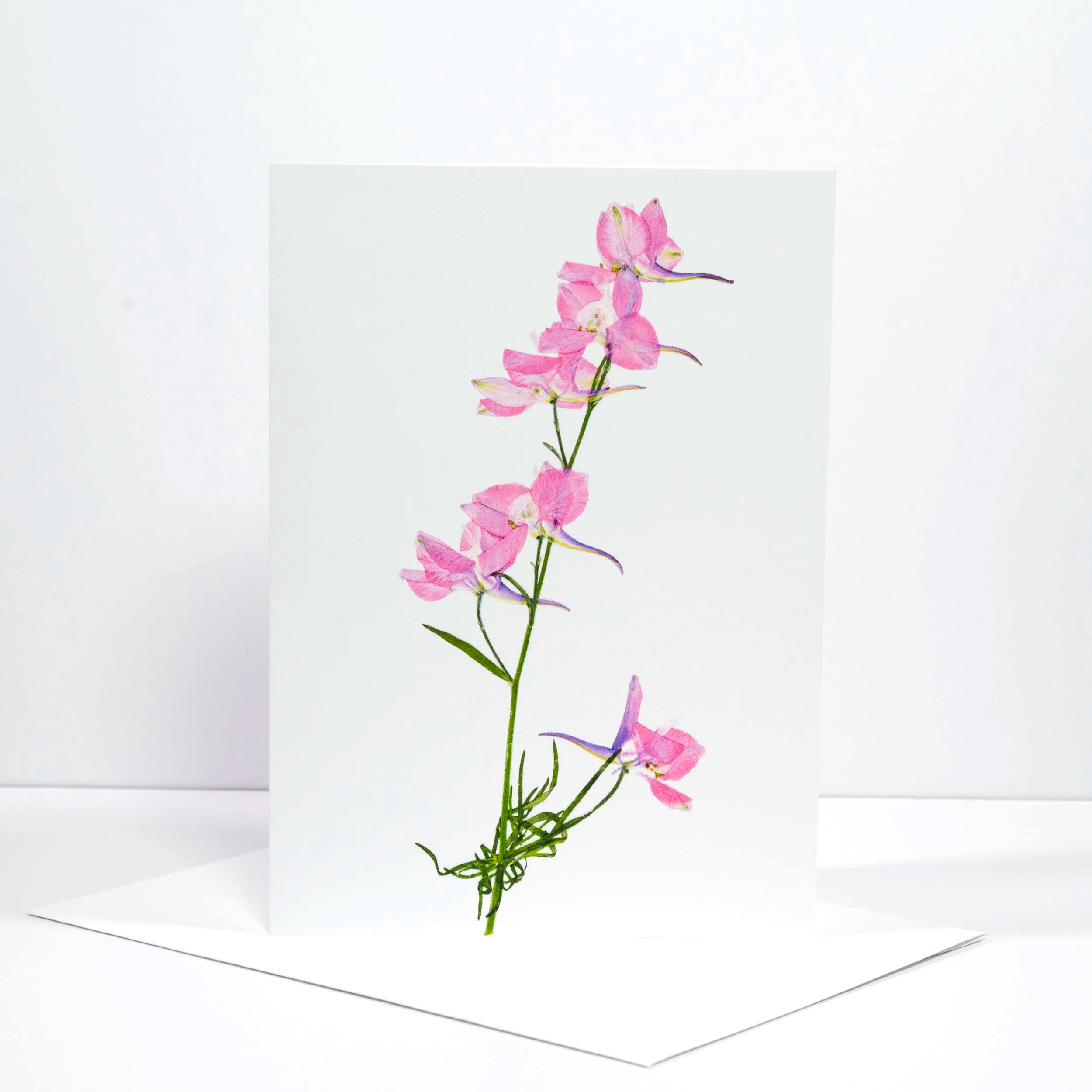 PRESSED+PINK+ROCKET+LARKSPUR.png (Copy)