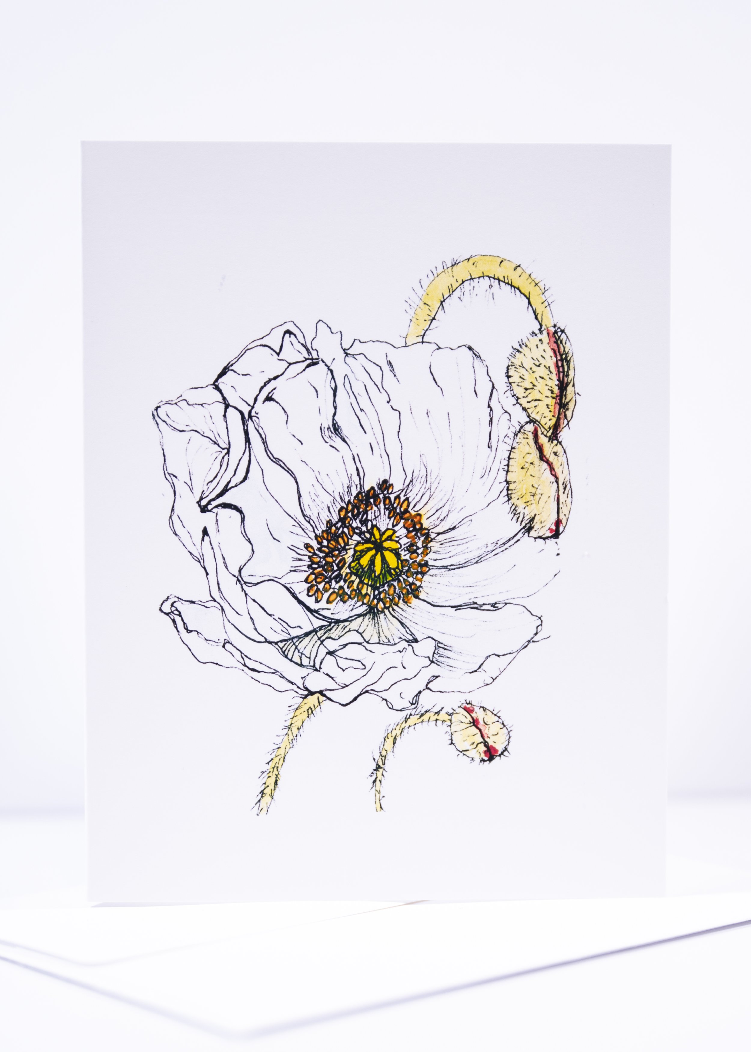 GREETING CARD / Pen & Ink Poppy with Buds