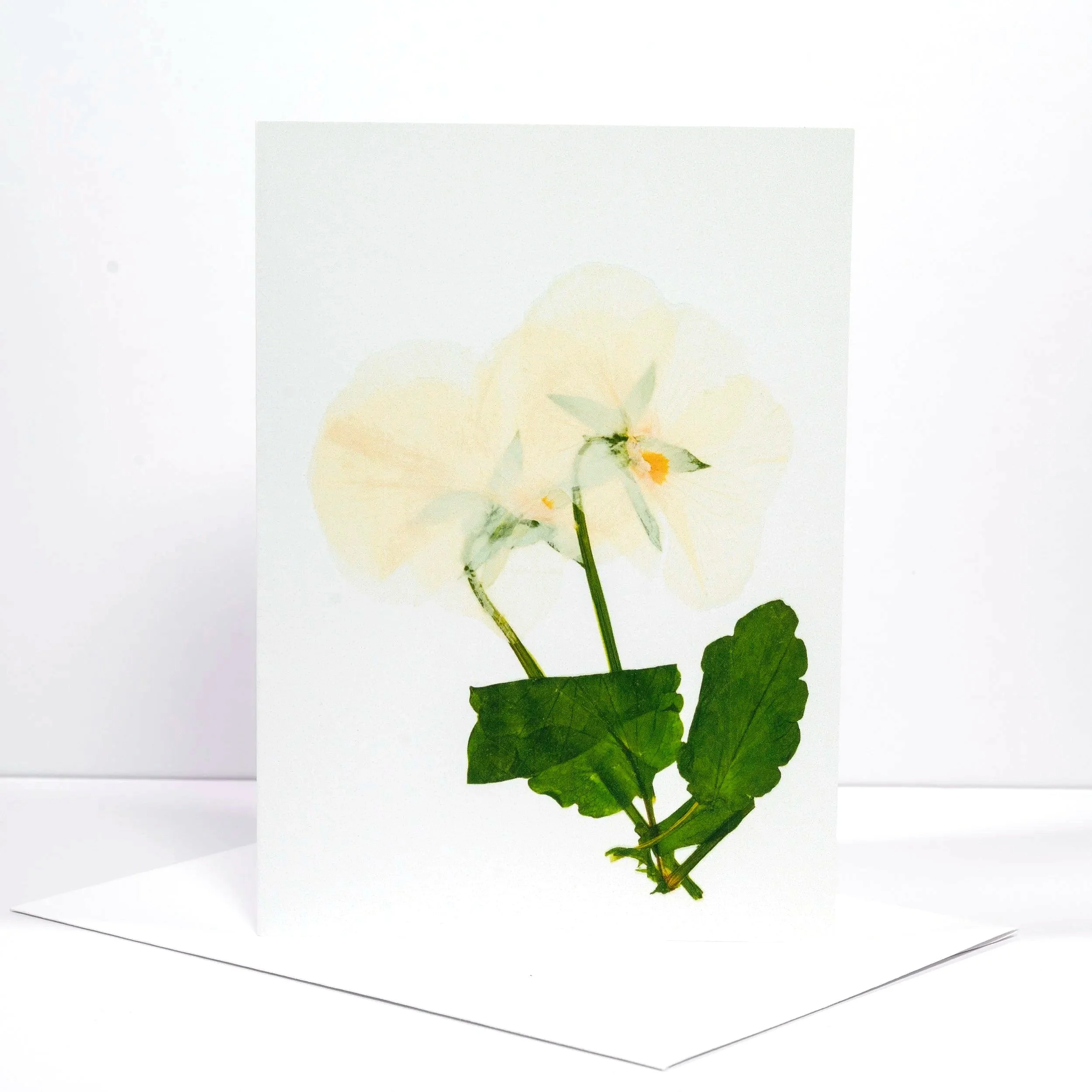 PRESSED+WHITE+PANSIES..jpg