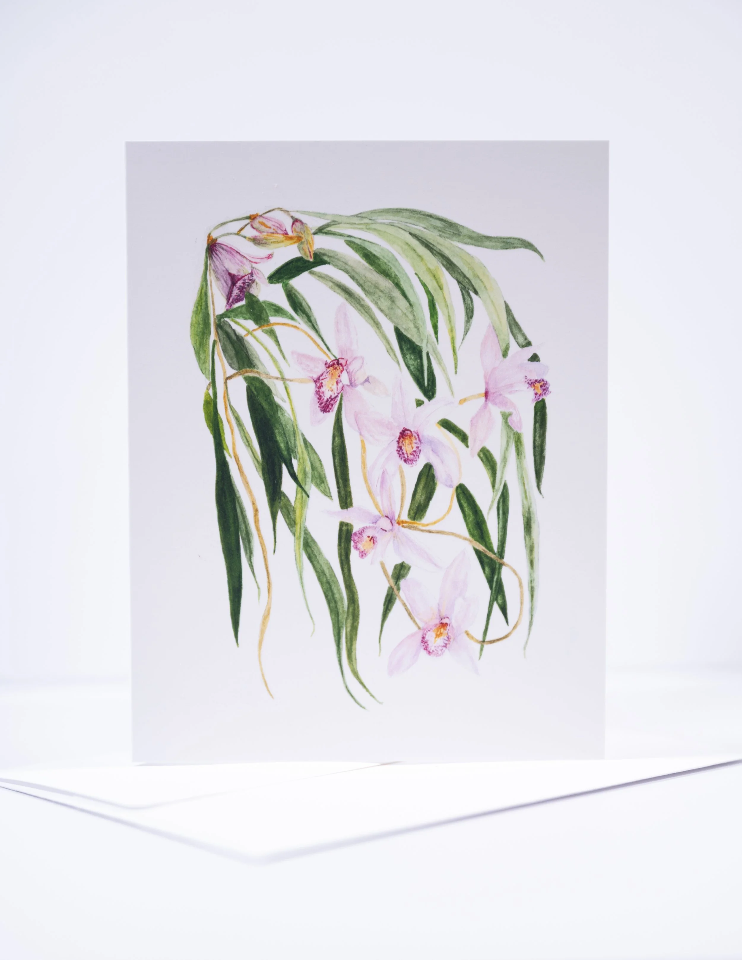 NEW COPY STAND IMAGES   0016 .JPG
