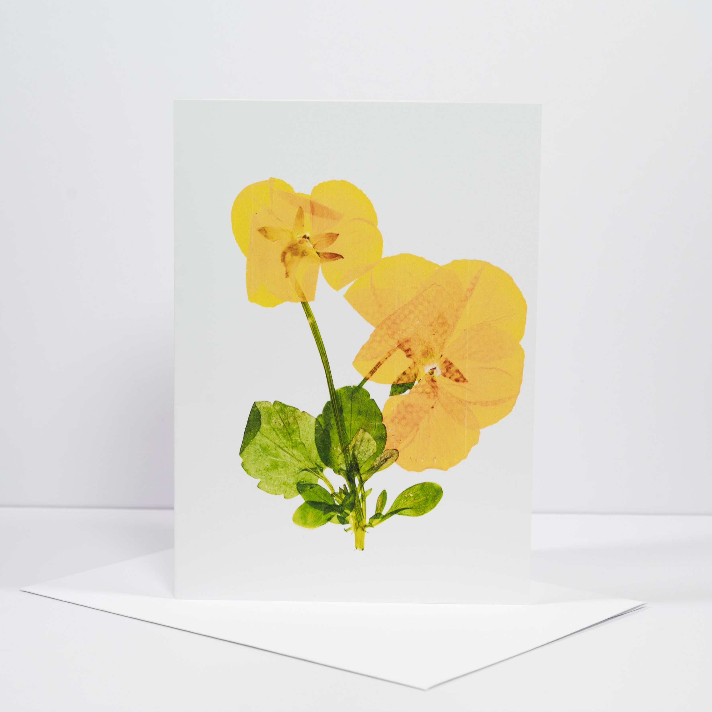PRESSED YELLOWPANSIES.JPG