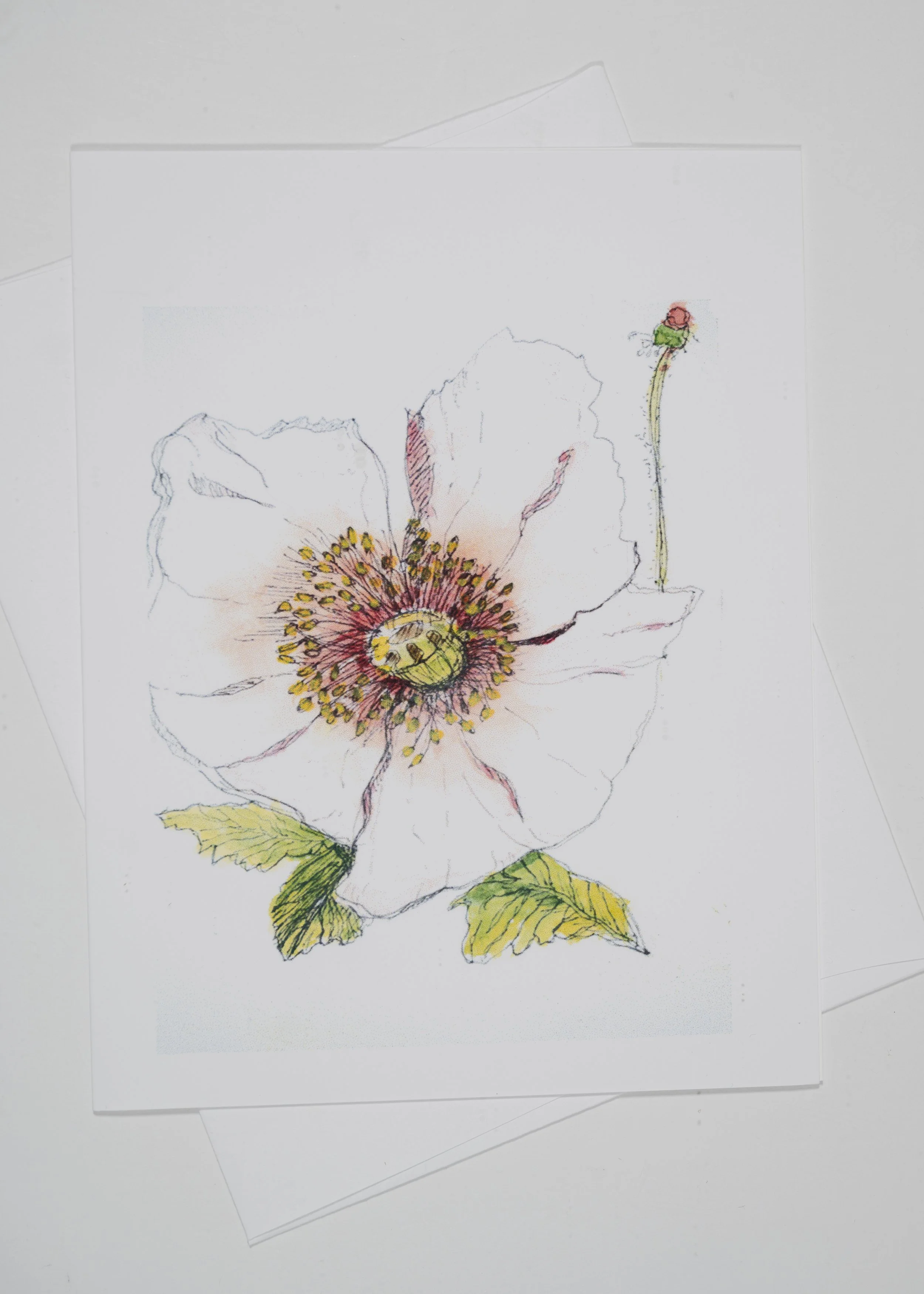 PINK POPPY P&I