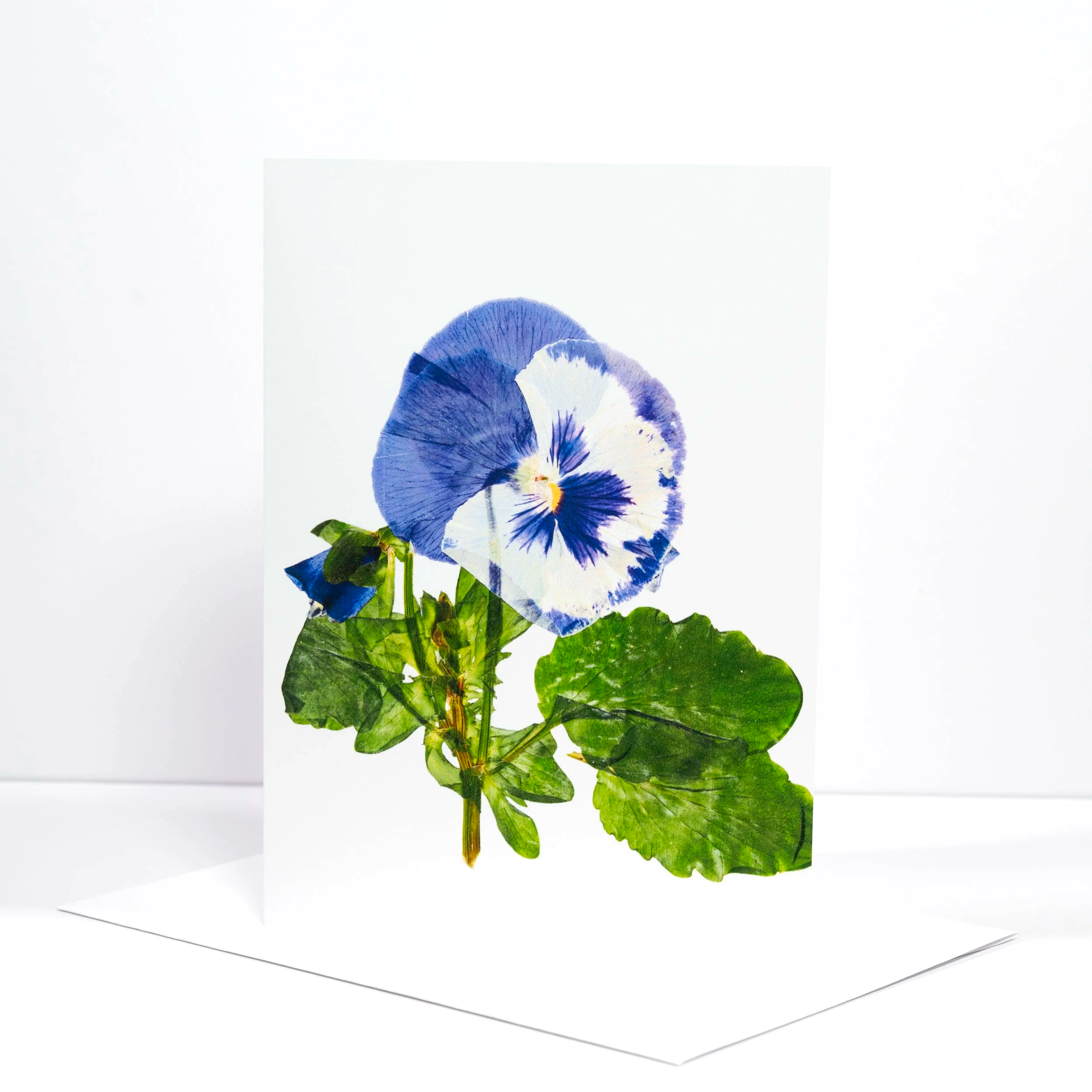 PRESSED+LAVENDAR%3AWHITE+PANSY.png (Copy)