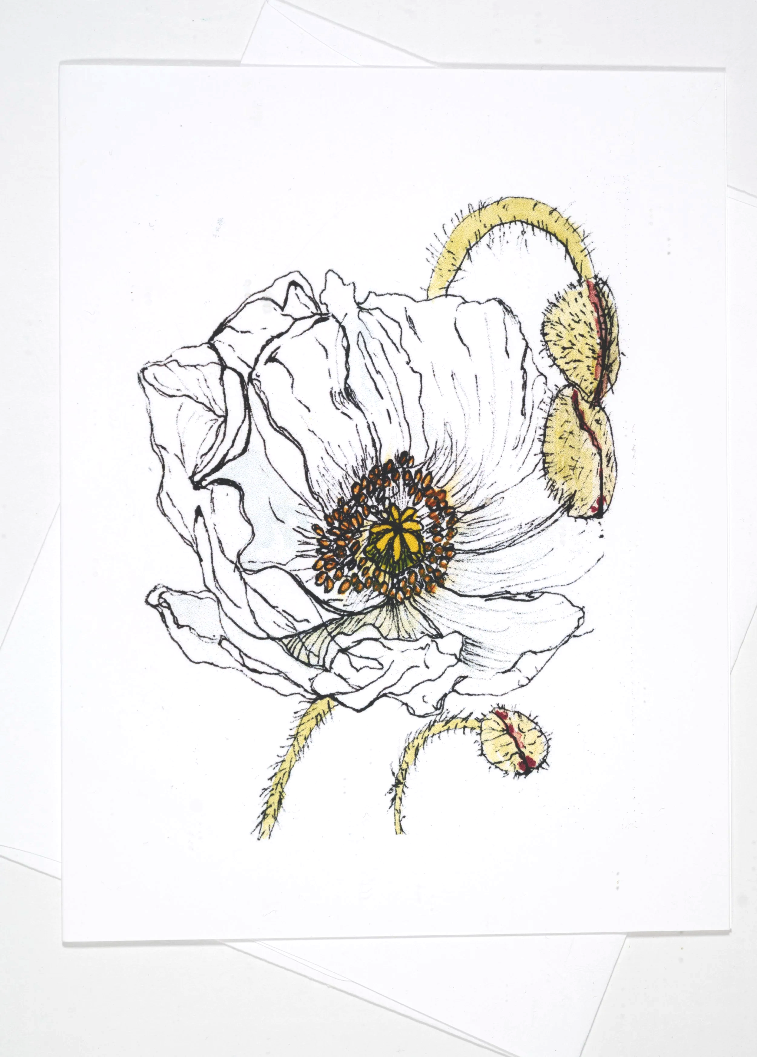 WHITE+POPPY+4X5+%26+ENVELOPE.png