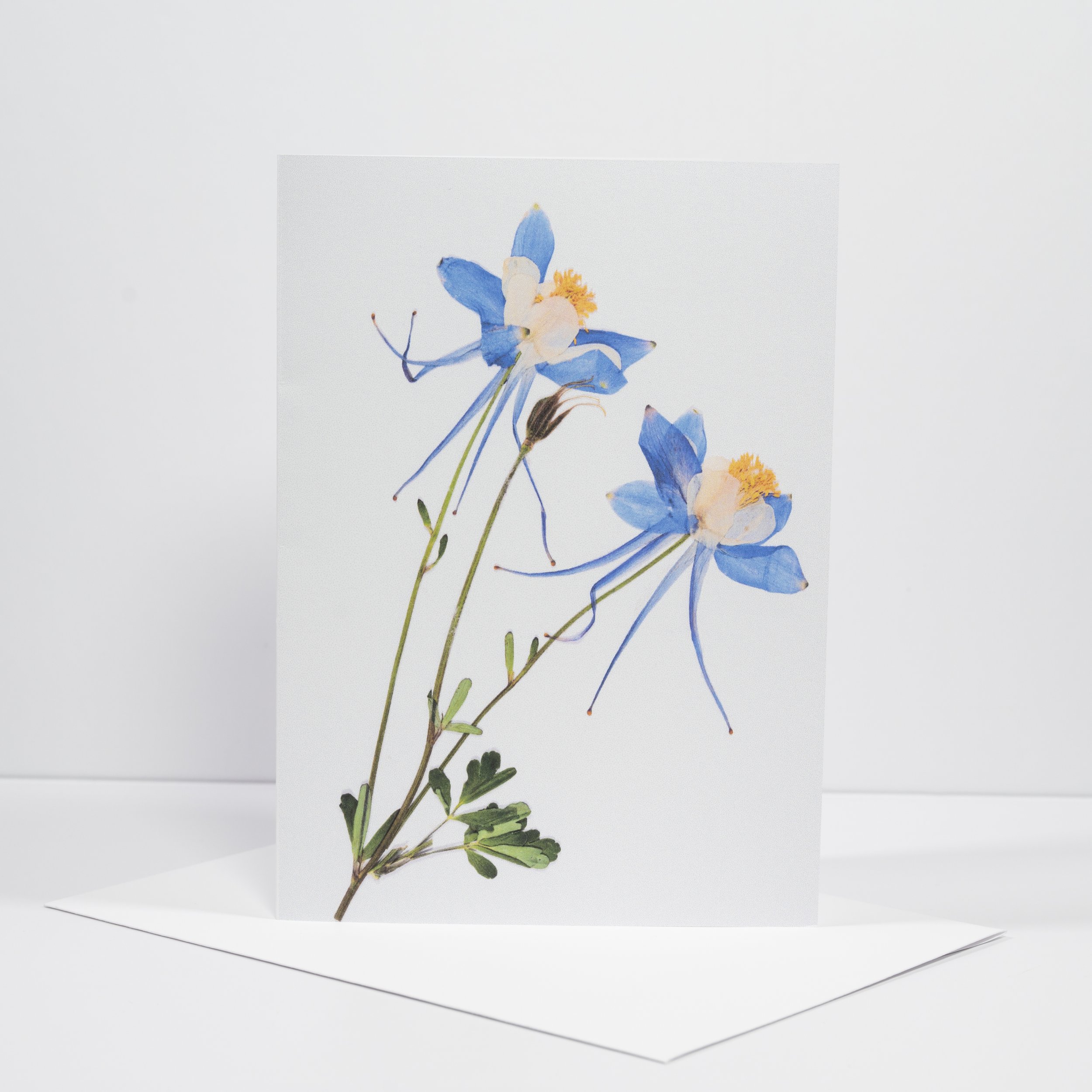 PRESSED COLUMBINE .JPG