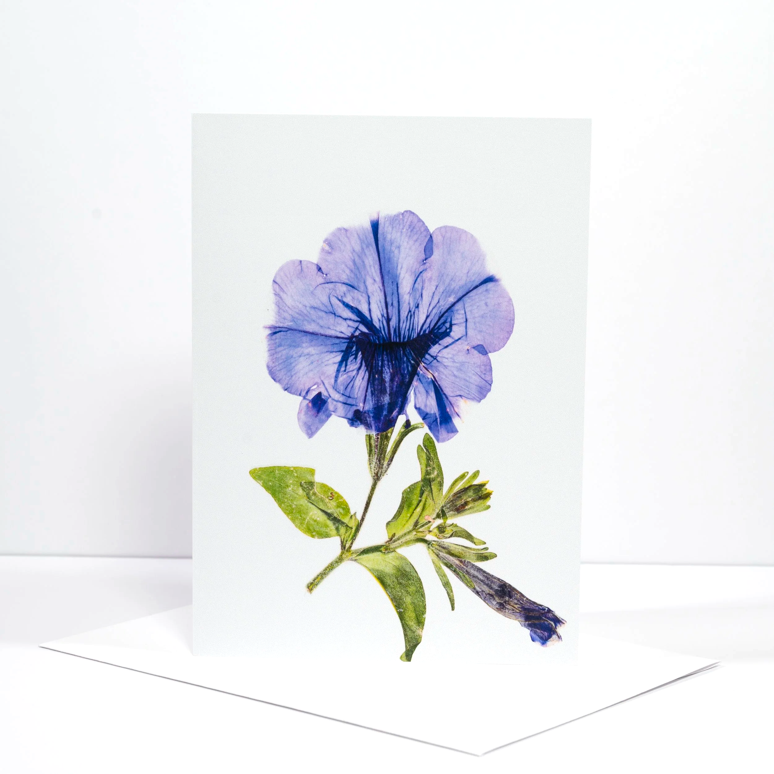 PRESSED+PURPLE+PETUNIA.png (Copy)
