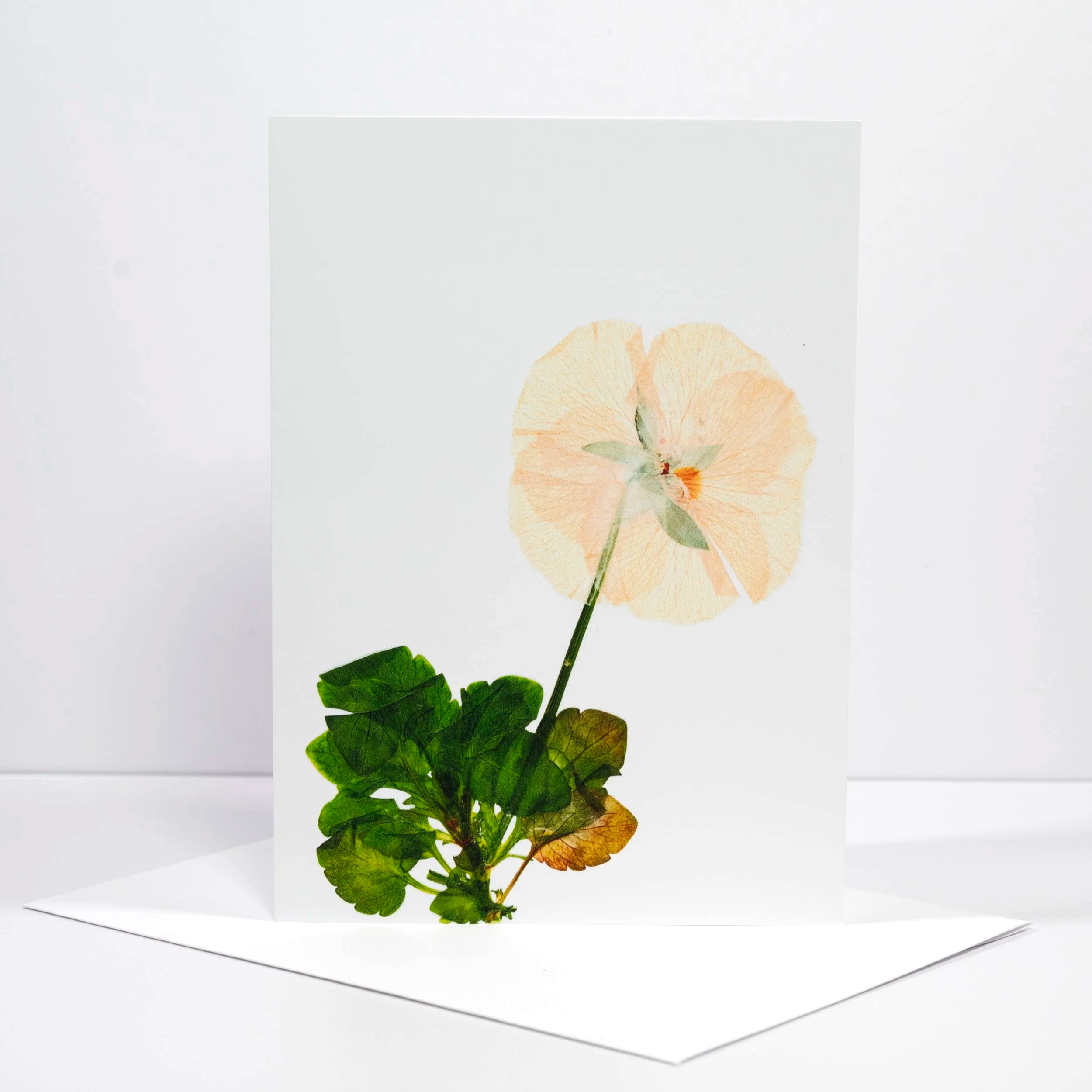 PRESSED+SINGLE+WHITE+PANSY.png (Copy)