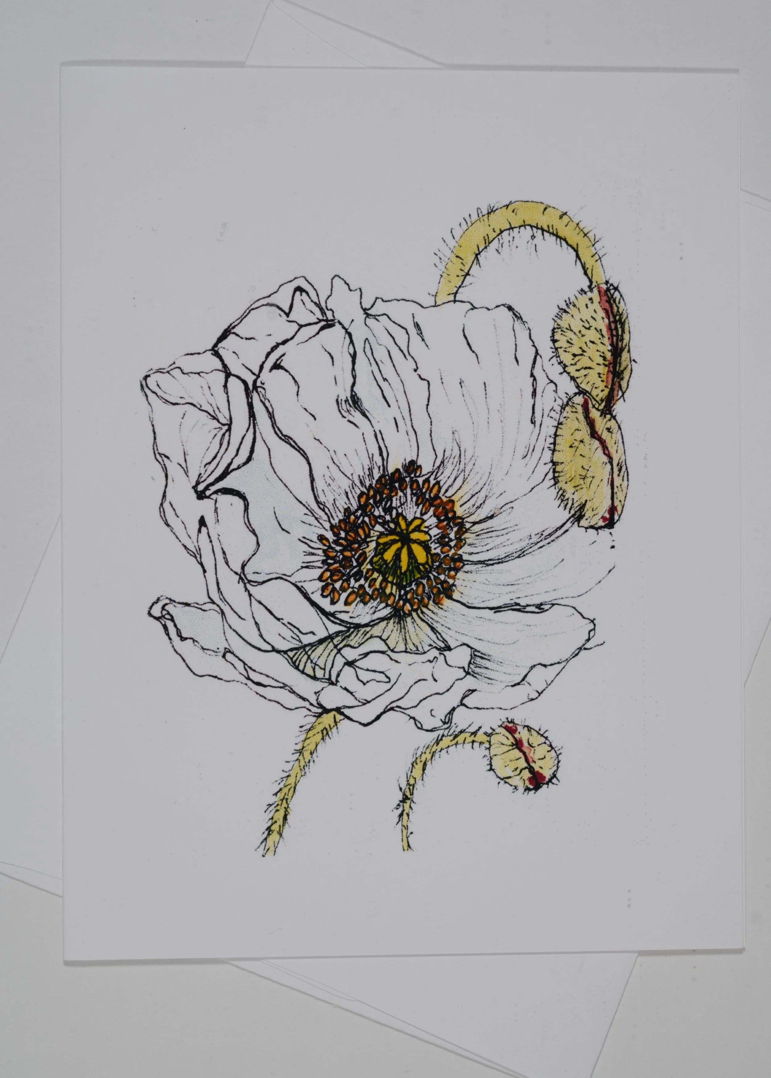 WHITE POPPY P&I